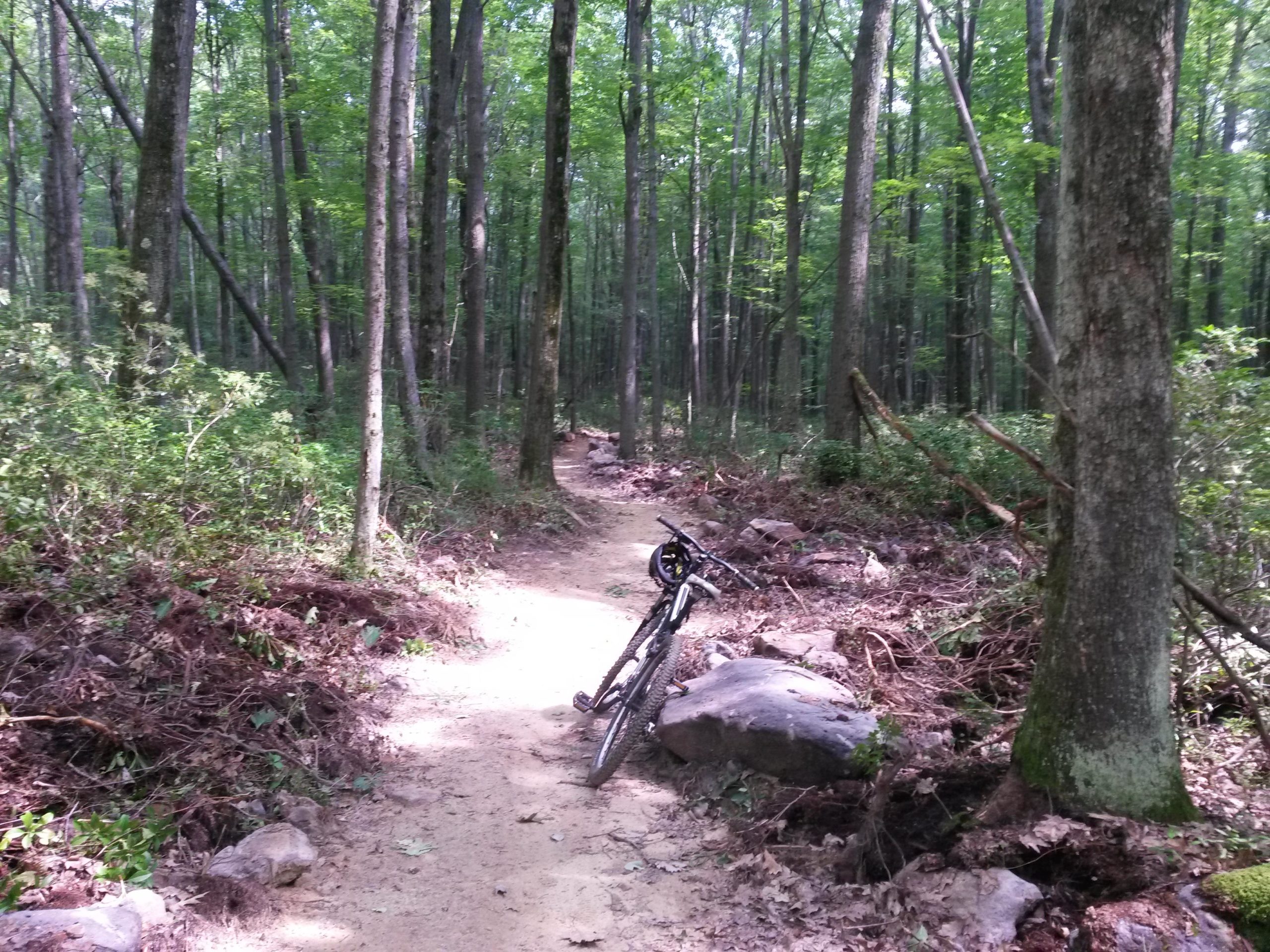 A mountain bike resting on a sandy trail in a dense forest, surrounded by tall trees and lush greenery. Sunlight filters through the leaves, creating a peaceful outdoor scene. The Trails at Jakes Rocks mountain bike trail.