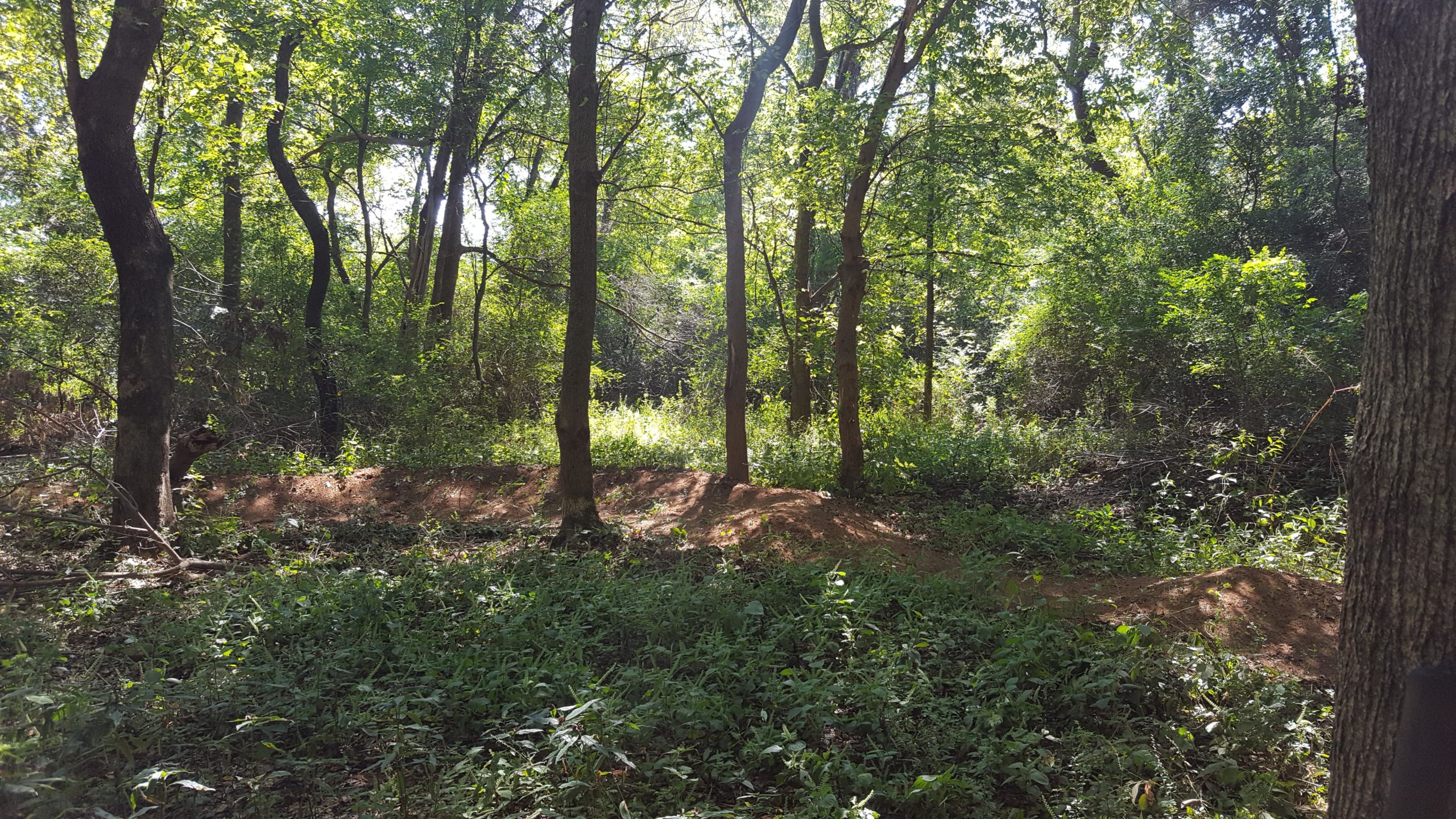 A serene view of a forested area, featuring tall trees with lush green leaves and undergrowth. Sunlight filters through the branches, casting soft shadows on the ground covered with plants and small shrubs. A dirt pathway runs along the edge, suggesting a trail through the natural landscape. Spadra Creek Nature Trail mountain bike trail.