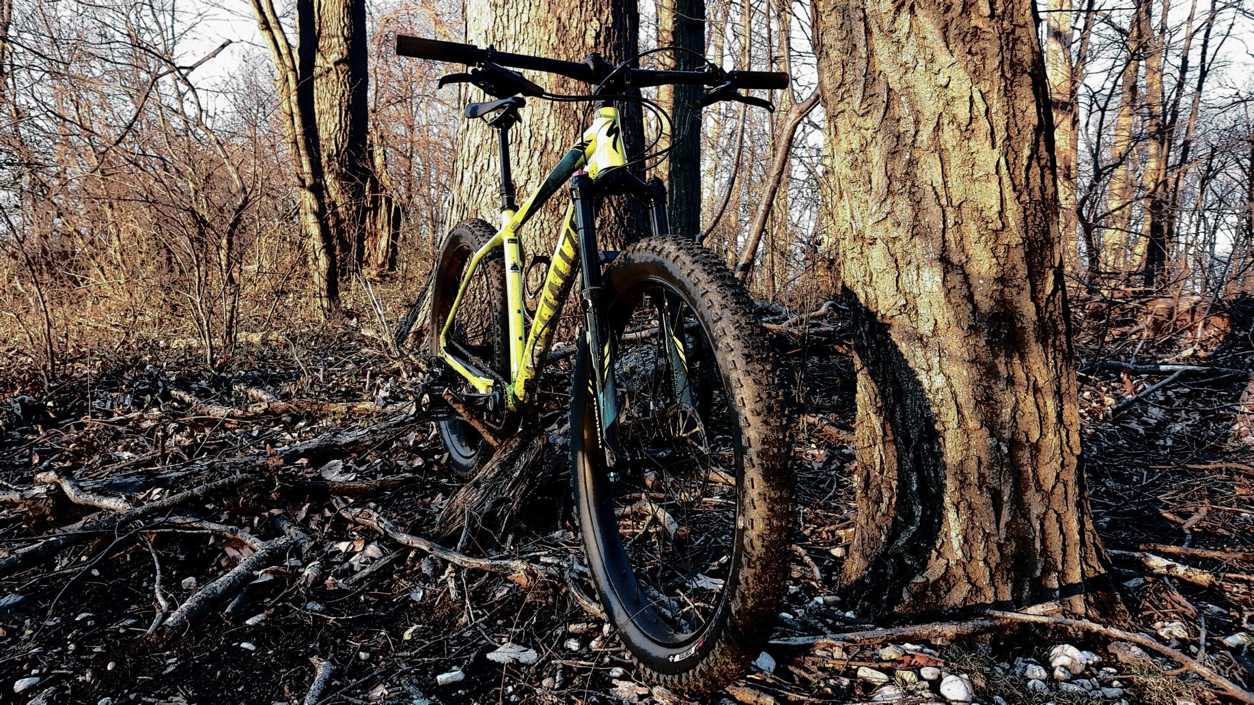 Specialized FUSE EXPERT 6FATTIE: A mountain bike leaning against a tree in a wooded area, surrounded by branches, underbrush, and fallen leaves, with the sun casting light on the scene.