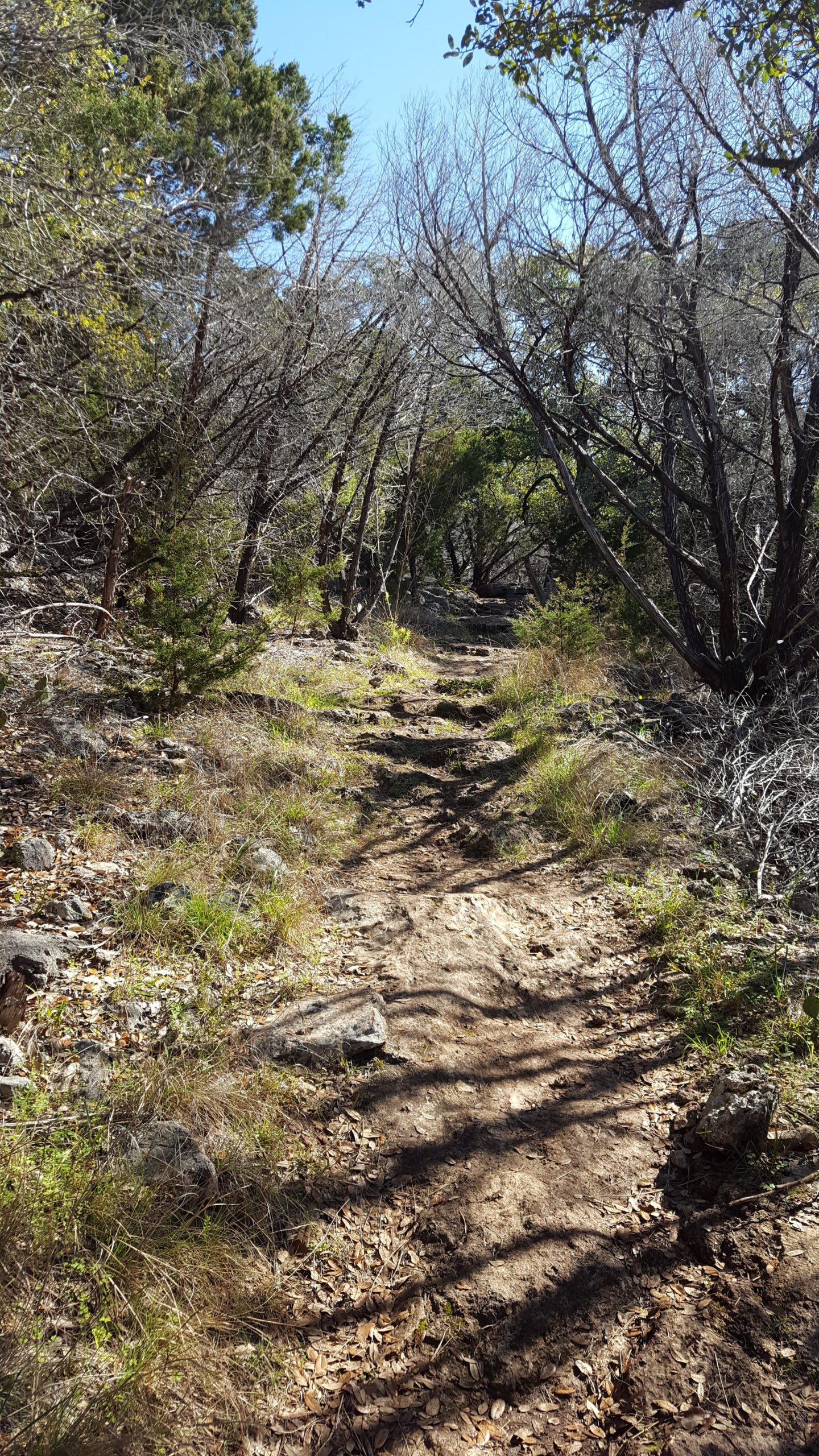 A narrow dirt path surrounded by trees and underbrush, leading into a wooded area on a sunny day. The ground is uneven with exposed rocks and patches of dry leaves, showcasing the natural landscape and the vibrant greenery of the surrounding foliage. Goodwater Trail mountain bike trail.