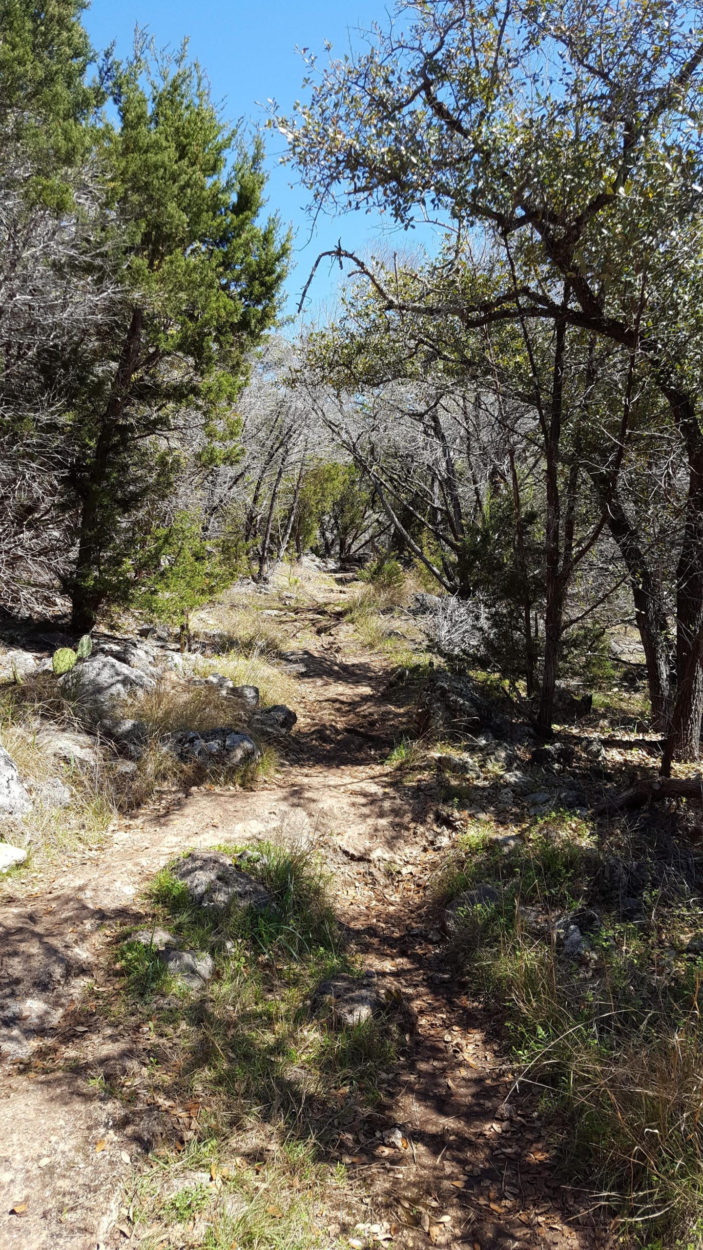A narrow dirt trail winding through a wooded area, surrounded by trees with sparse foliage and patches of sunlight. Rock formations and patches of grass and dry leaves are visible along the path, with a clear blue sky overhead. Goodwater Trail mountain bike trail.