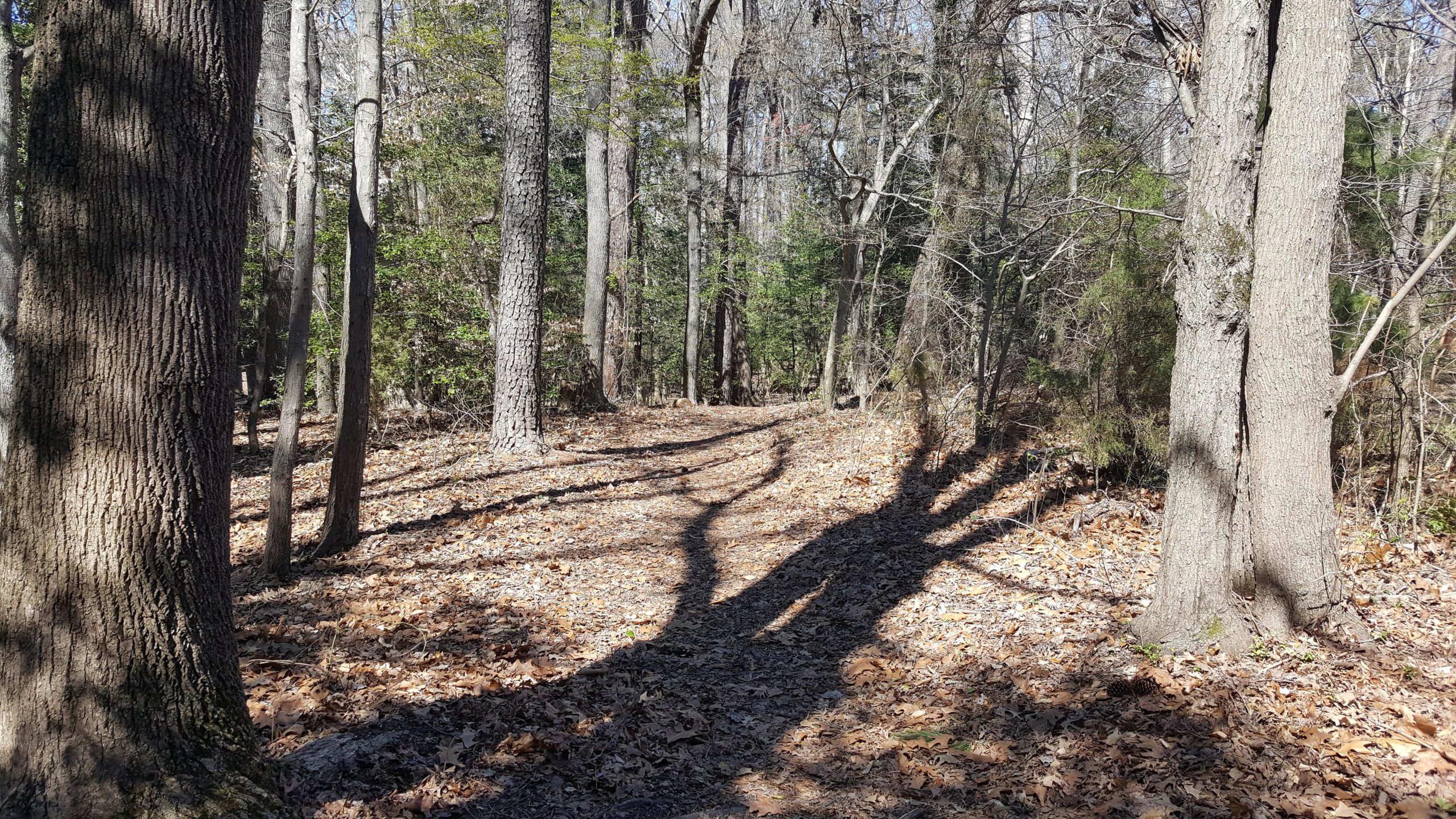 A tranquil forest scene featuring tall trees with textured bark, surrounded by scattered brown leaves on the ground. Sunlight filters through the branches, casting shadows on the leaf-covered path that winds through the woods. Green foliage can be seen in the background, adding a touch of color to the serene natural setting. Windsor Castle Park mountain bike trail.