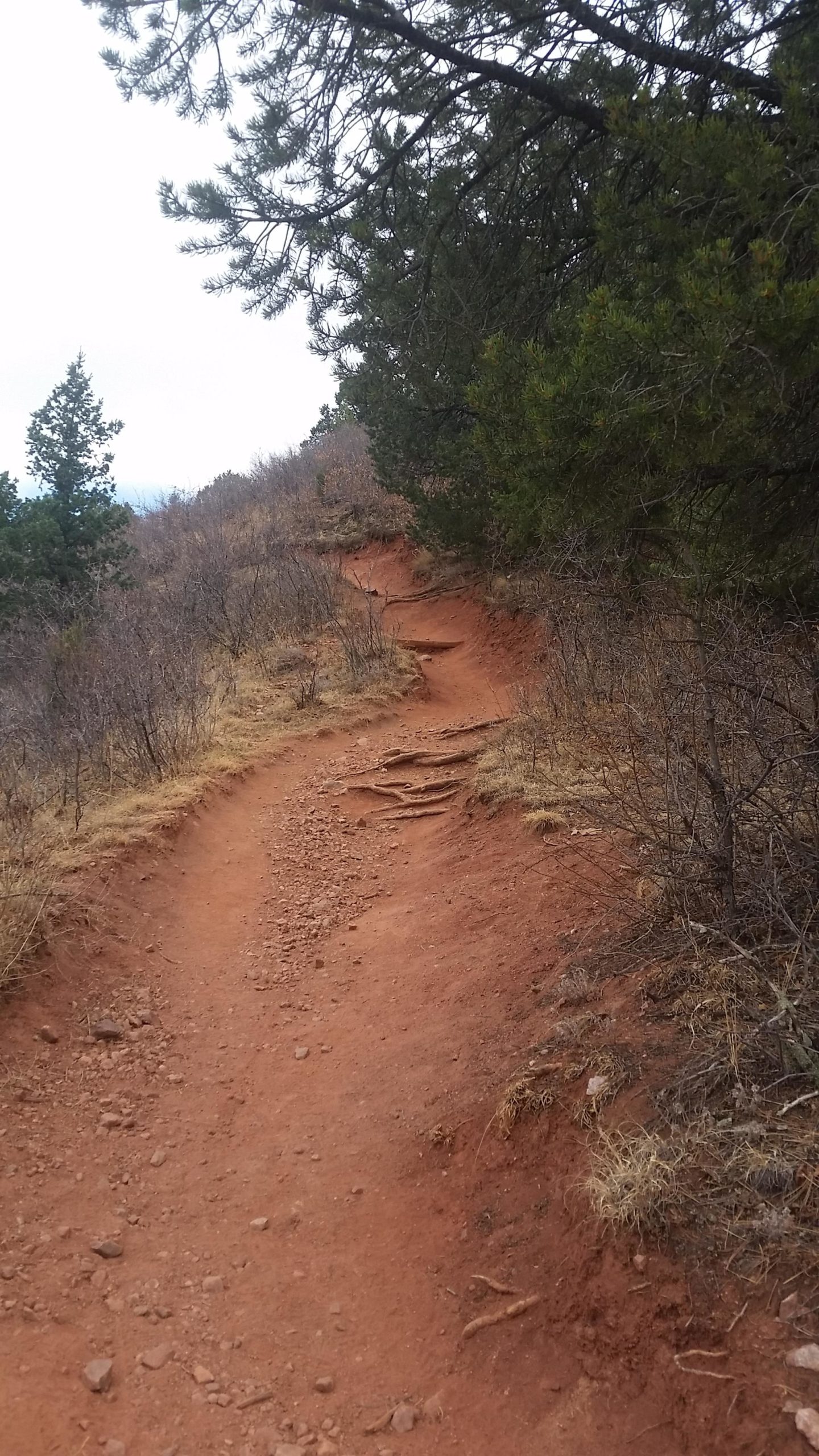 A winding dirt trail surrounded by sparse, low vegetation and trees, featuring some exposed roots and rocks along the path. The landscape is earthy with a reddish hue, and the sky appears overcast in the background. Paul Intemann Memorial Trail mountain bike trail.