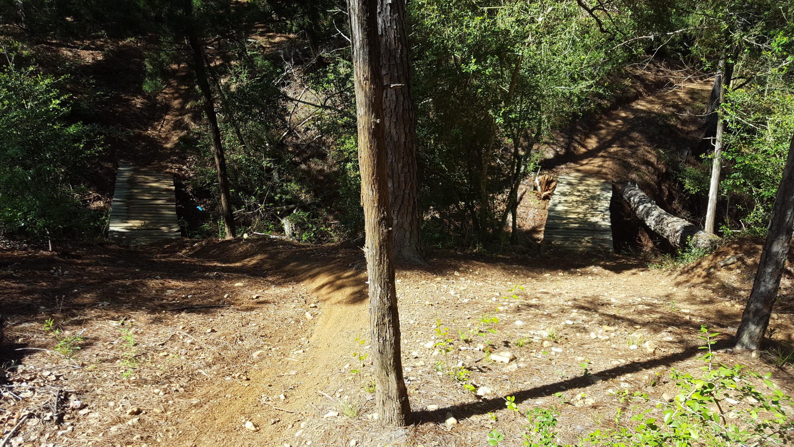 A serene wooded area featuring two wooden bridges crossing a small ravine. The path leading to the bridges is lined with pine needles and surrounded by lush greenery, with tall trees flanking either side. Sunlight filters through the trees, casting dappled shadows on the ground. Rocky Hill Ranch mountain bike trail.