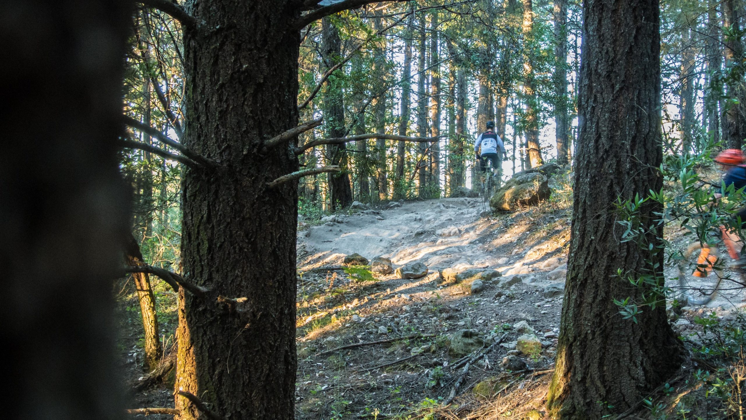 A mountain biker navigating a rocky trail through a dense forest, with tall trees lining the path and sunlight filtering through the leaves. The scene captures the rugged terrain and natural beauty of the outdoors. Annadel State Park mountain bike trail.