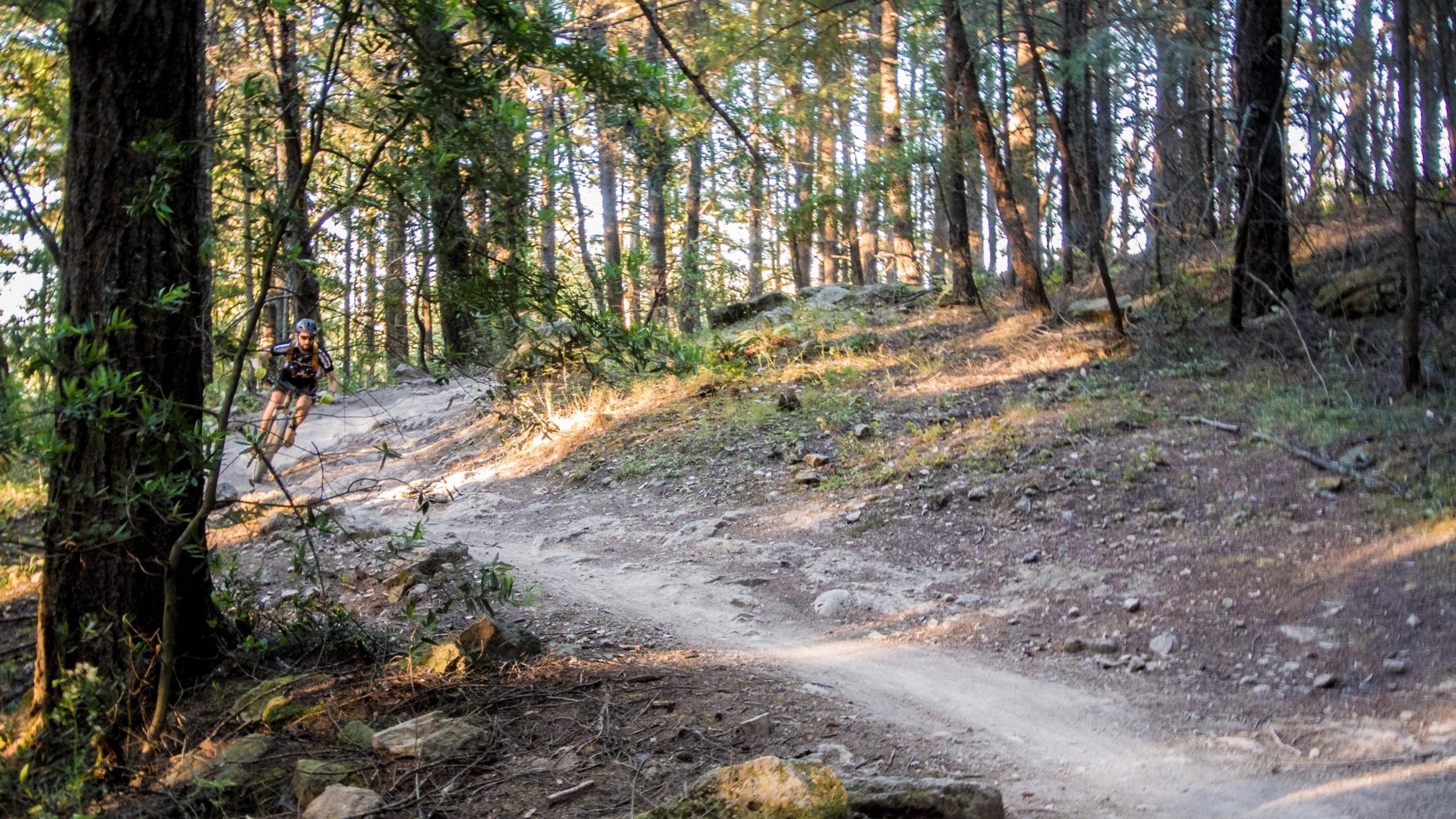 A mountain biker navigating a winding dirt trail through a lush forest filled with tall trees and sunlit patches. The scene captures the dynamic movement of the rider as they tackle the rugged terrain. Annadel State Park mountain bike trail.