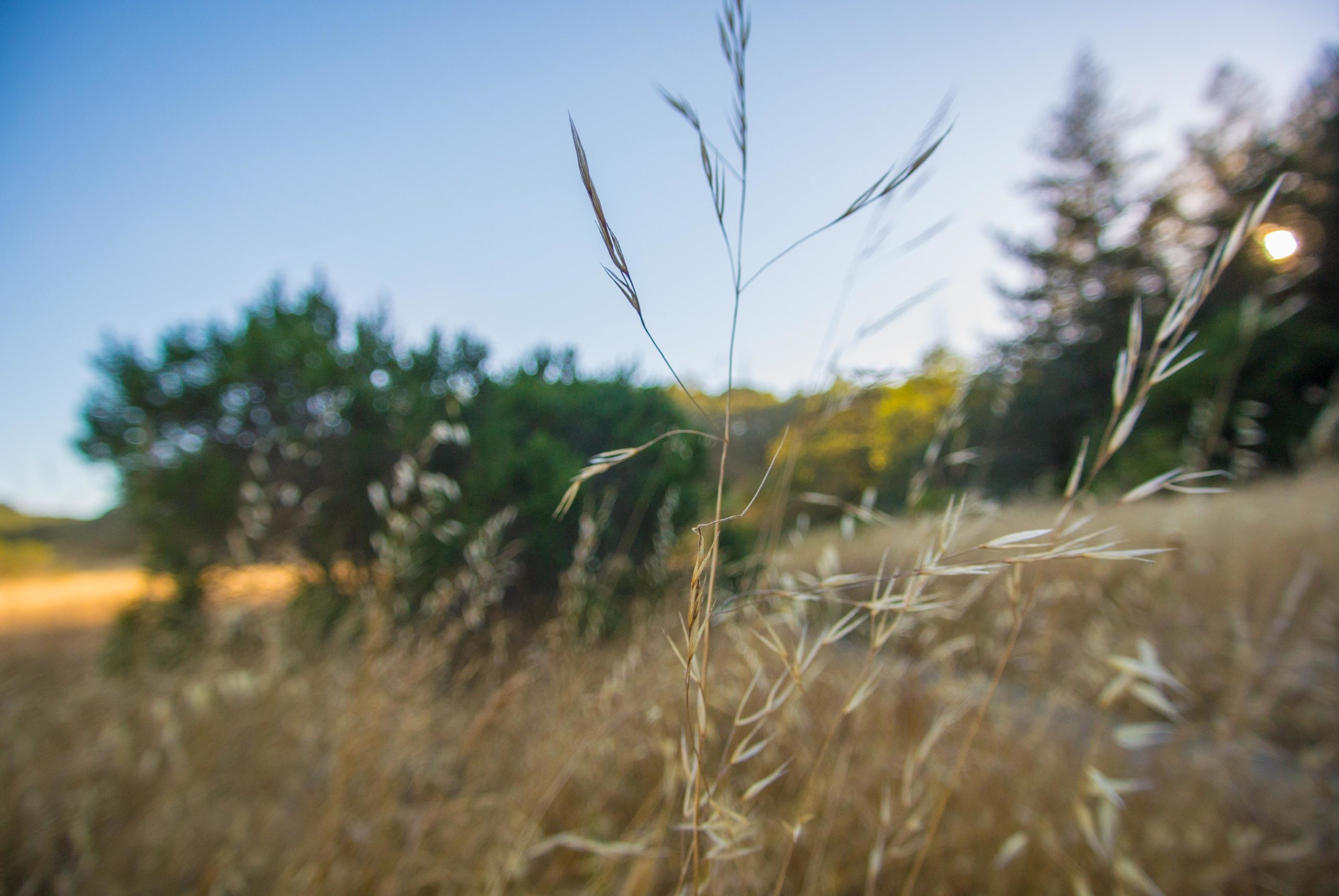 A close-up view of golden grass swaying in the breeze, with a blurred background of trees and a clear blue sky, suggesting a serene natural landscape. Annadel State Park mountain bike trail.