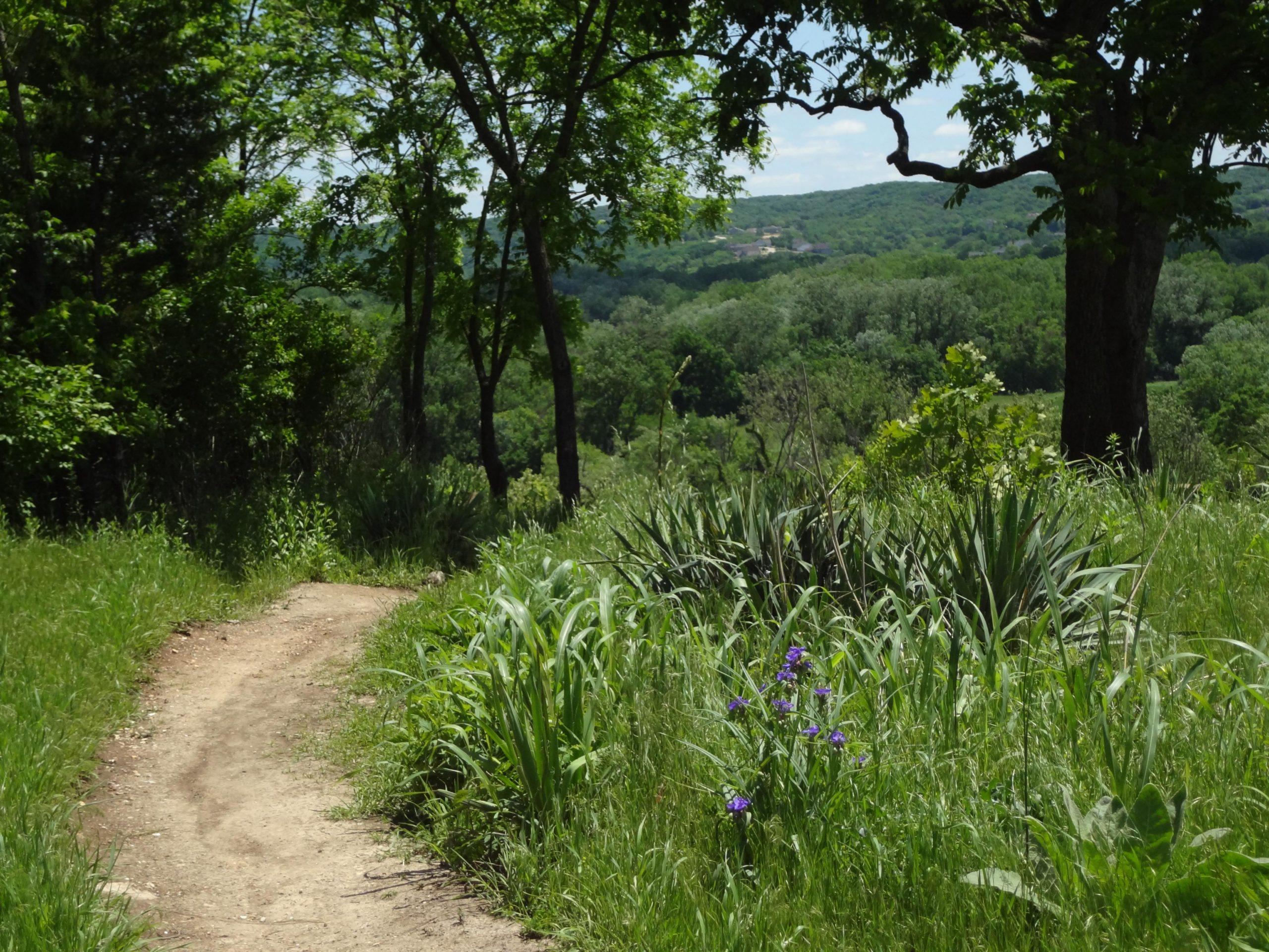 A winding dirt path leads through lush green grass and foliage, with tall plants and purple wildflowers visible along the edges. The path curves gently towards a view of rolling hills and trees in the background, under a partly cloudy sky. Bluffview trail mountain bike trail.
