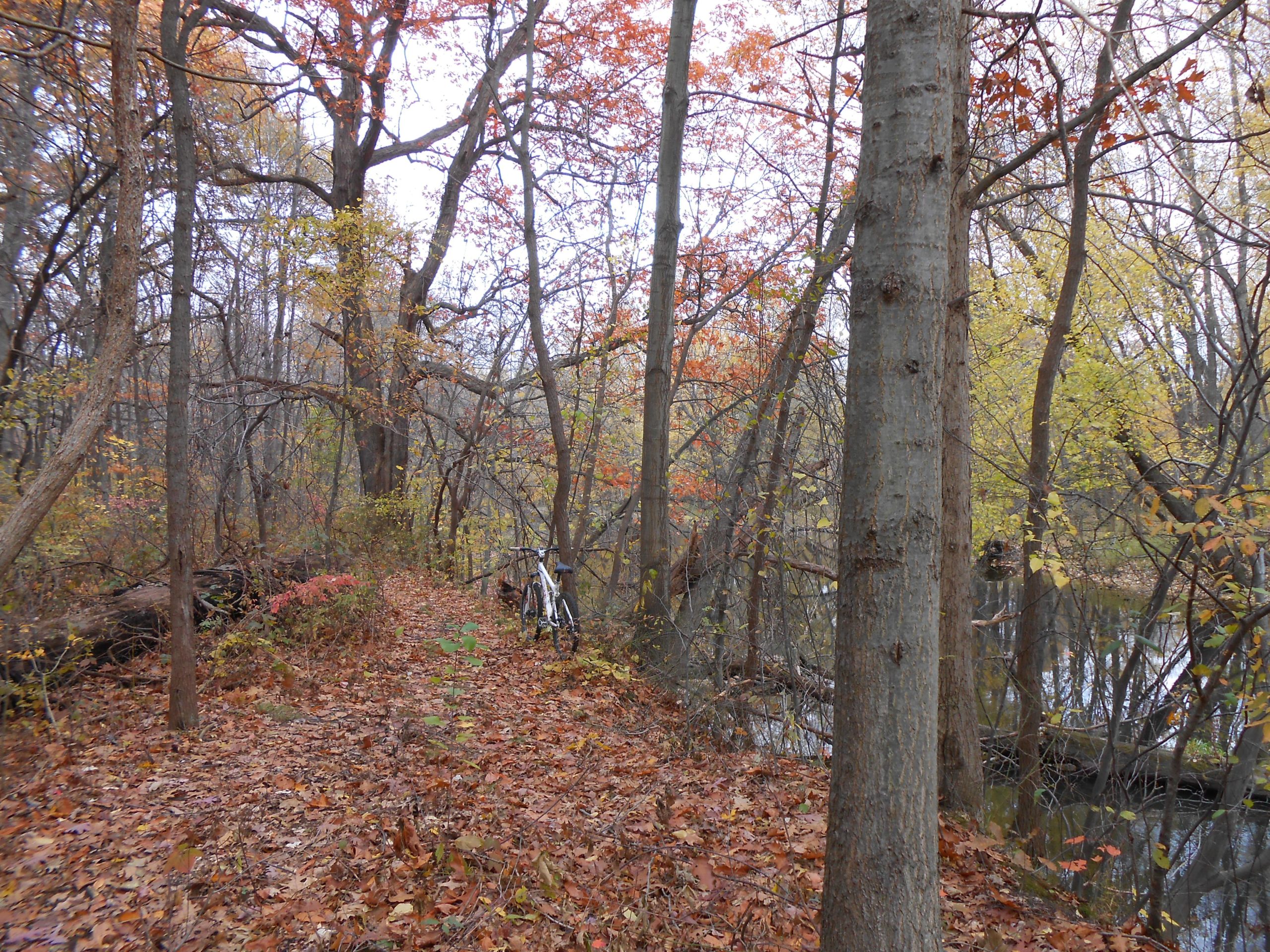 A serene forest scene featuring a winding path covered in autumn leaves, surrounded by trees in various shades of yellow, orange, and red. A white bicycle is parked near the path, with a tranquil body of water visible in the background. North Road Nature Preserve mountain bike trail.