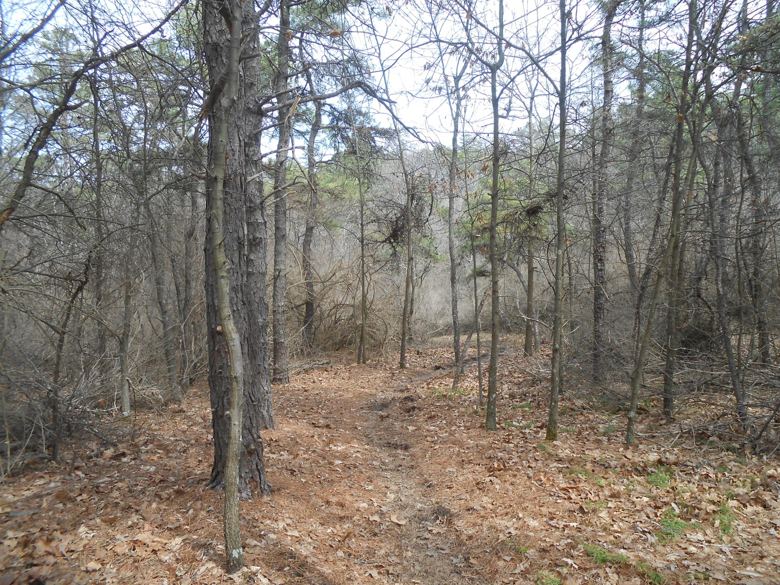 A dirt path winding through a wooded area with bare trees and fallen leaves, showcasing a mix of pine and deciduous vegetation. The scene is tranquil, with soft lighting filtering through the branches, suggesting an early spring atmosphere. Bavington mountain bike trail.