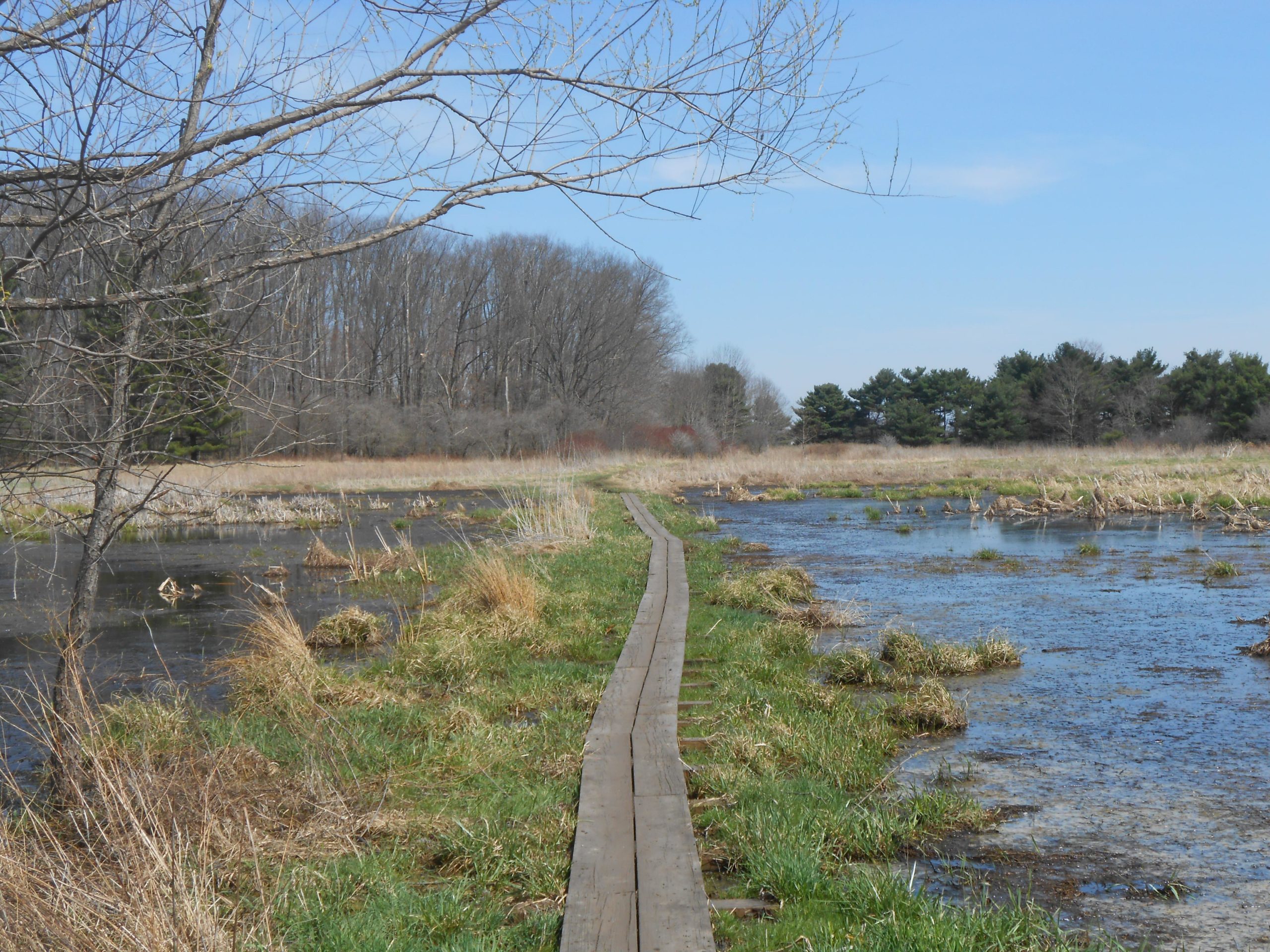 A wooden boardwalk leading through a wetland area, surrounded by tall grasses and shallow water. Leafless trees stand nearby, with a clear blue sky above and patches of green vegetation along the path. The scene captures a tranquil natural environment. Quail Hollow mountain bike trail.