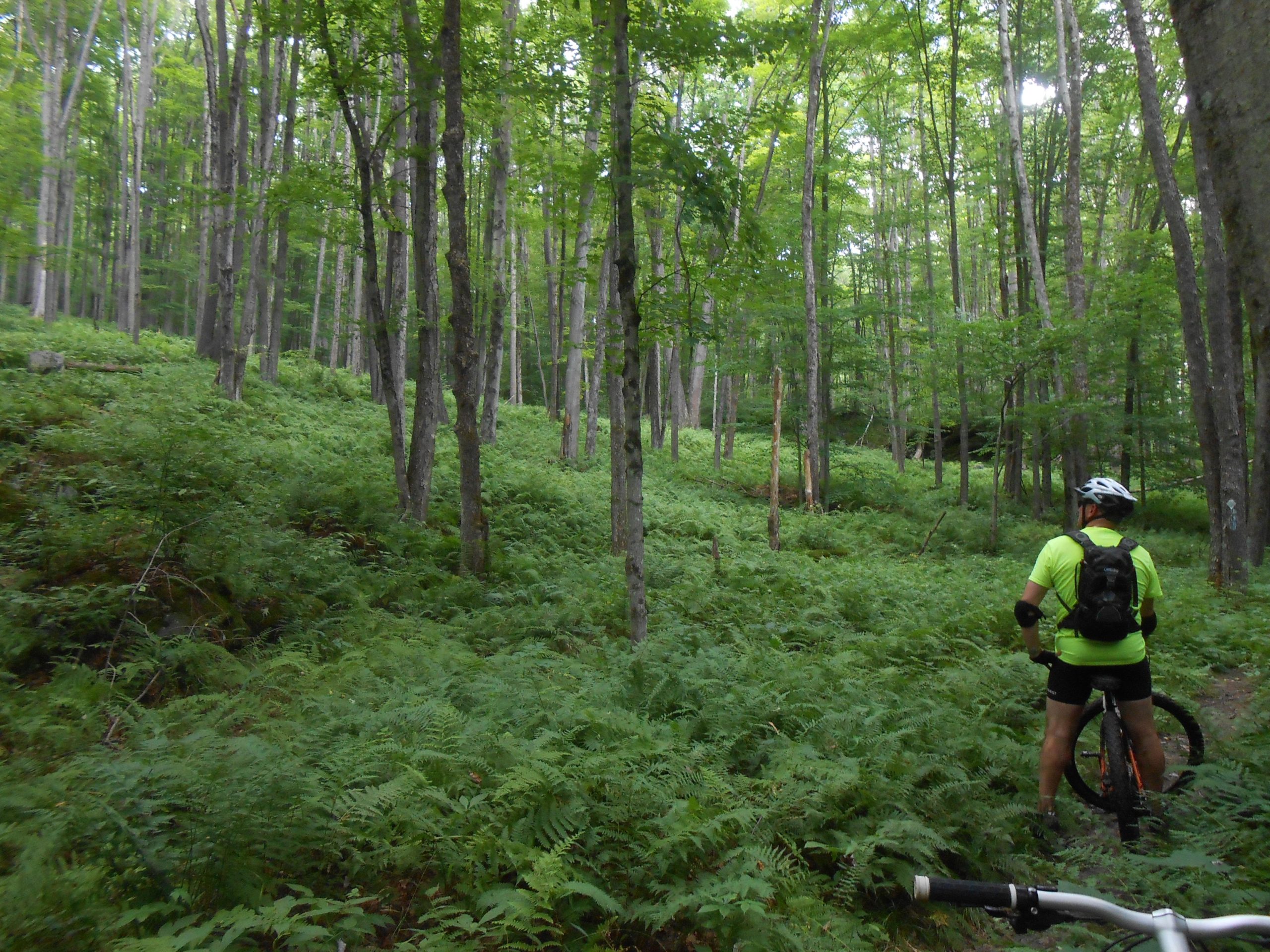 A mountain biker in a bright yellow shirt stands on a wooded trail surrounded by lush green ferns and tall trees. The scene captures the tranquility of a forested area, inviting exploration and adventure. The biker appears to be taking a moment to assess the path ahead. Morrison Trail mountain bike trail.