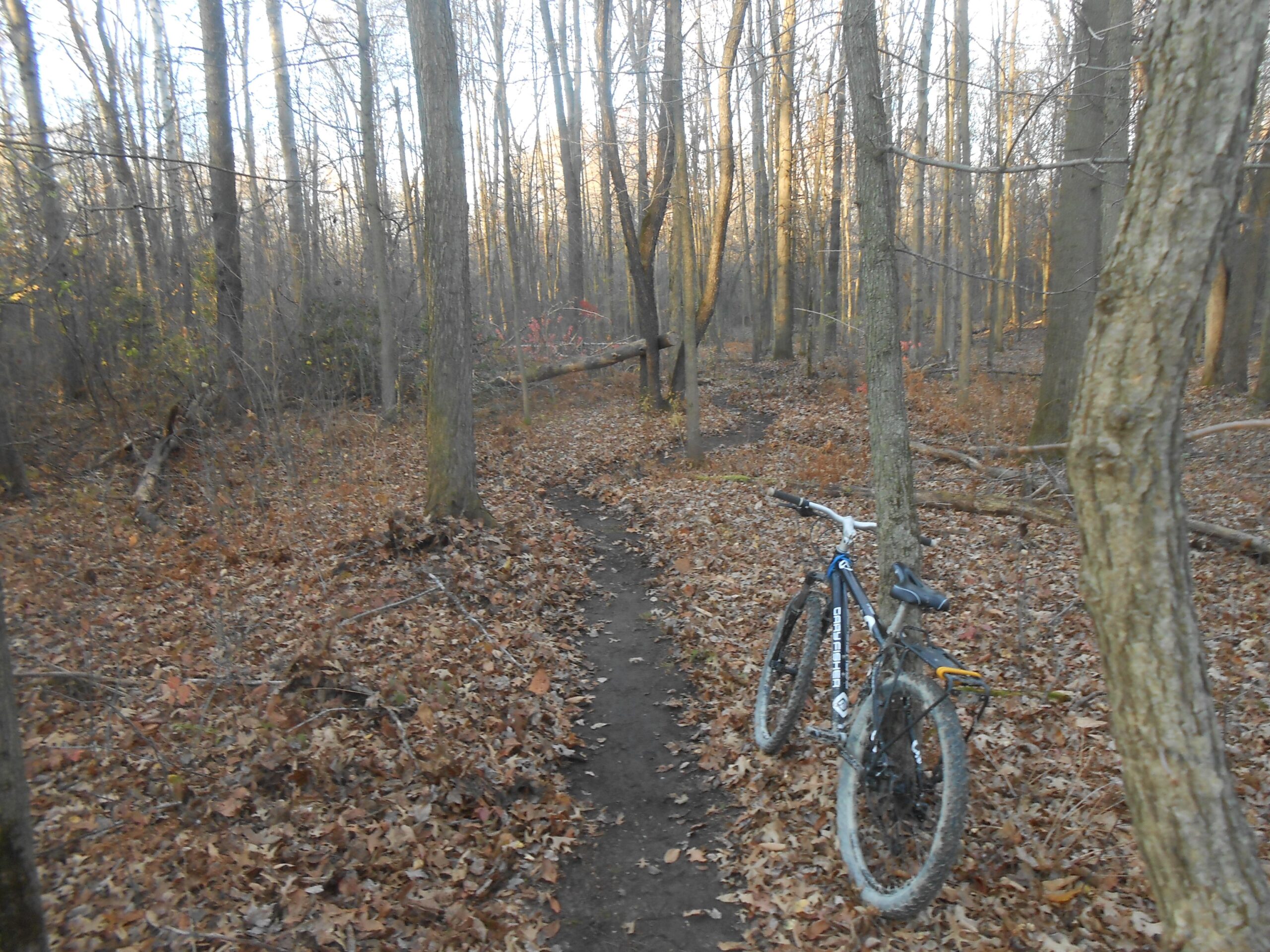 Gary Fisher Marlin: A mountain bike parked alongside a dirt trail in a wooded area, surrounded by trees and scattered autumn leaves on the ground, with soft sunlight filtering through the branches.