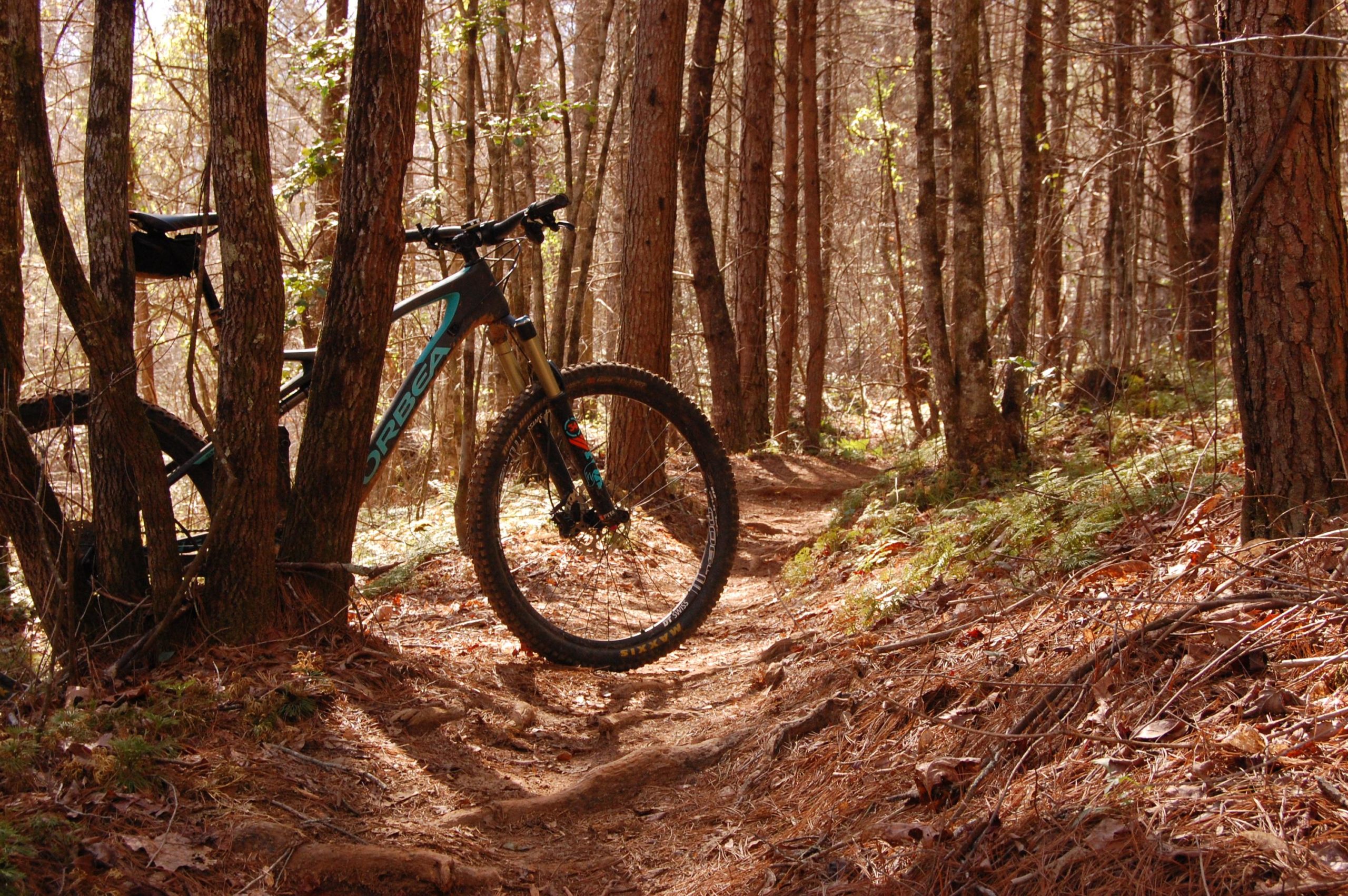 A mountain bike leaning against trees on a dirt trail surrounded by a forest of tall trees and ferns. The sunlight filters through the canopy, illuminating the path. Jake Mountain Trails mountain bike trail.