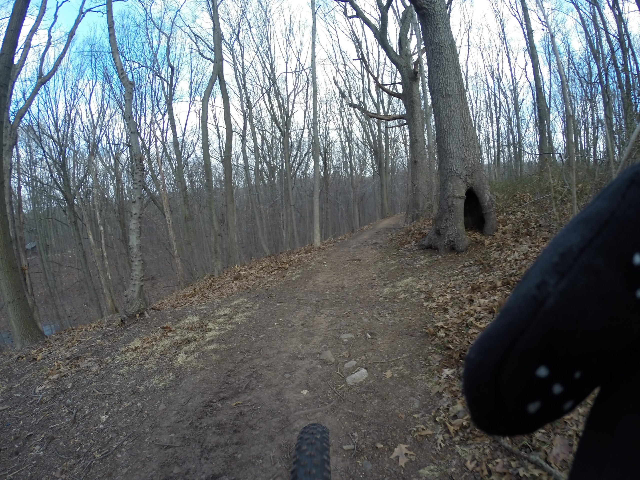 A dirt trail winding through a leafless forest, with trees on either side. The foreground captures part of a bicycle tire and the end of a black glove. A large tree with a hollow trunk is visible to the right, and the sky above is partly cloudy. Richmond Avenue and Forest Hill road mountain bike trail.