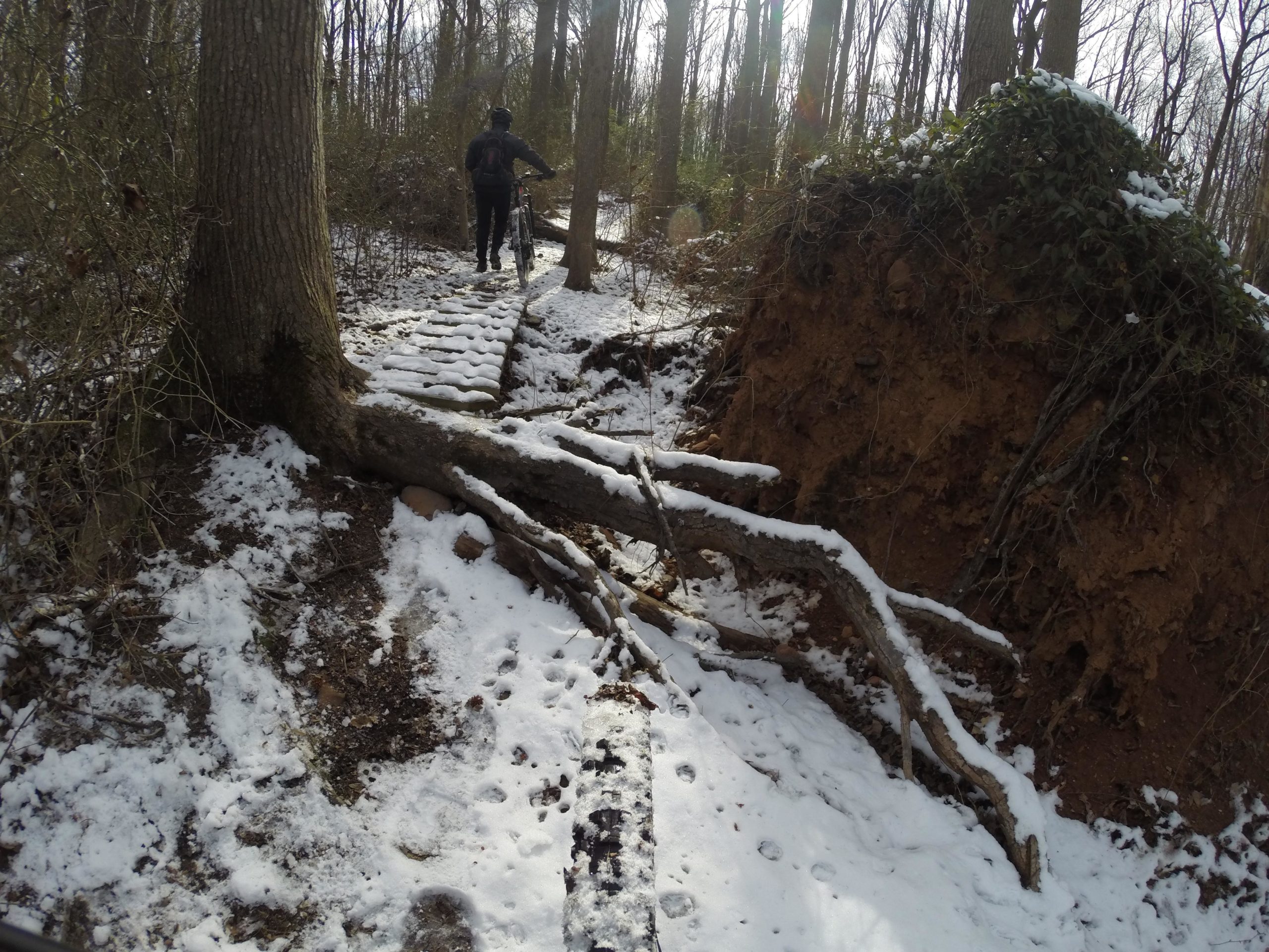 A person walking a bicycle along a snowy, wooded trail with a wooden boardwalk. In the background, there is an uprooted tree revealing a mound of dirt and roots, surrounded by leafless trees. The ground is partially covered in snow, and sunlight filters through the tree branches. Wolfes Pond park mountain bike trail.
