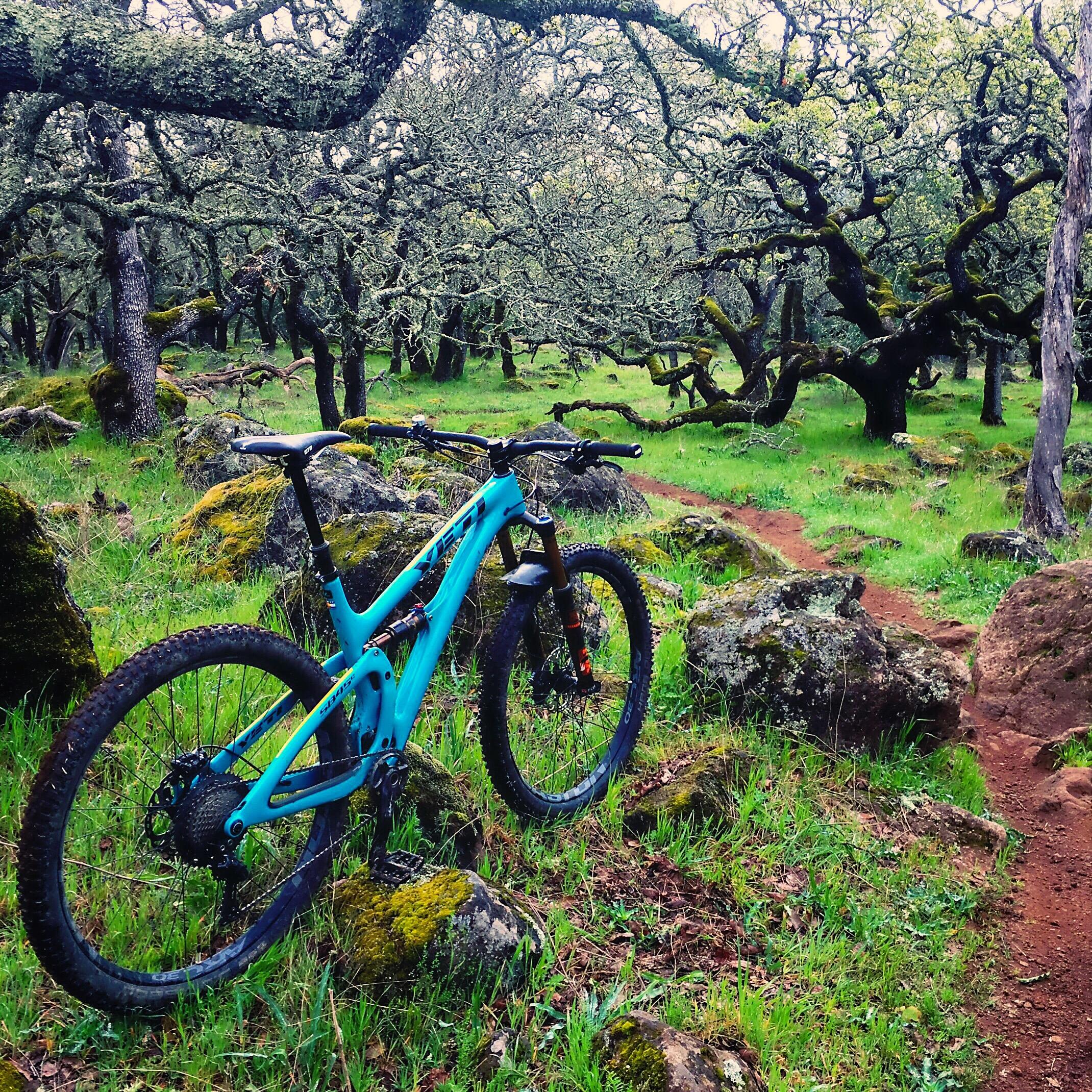 Yeti SB4.5c: A blue mountain bike rests against a rock in a lush, green forest filled with moss-covered trees and scattered boulders. A winding dirt path can be seen in the background, inviting exploration.
