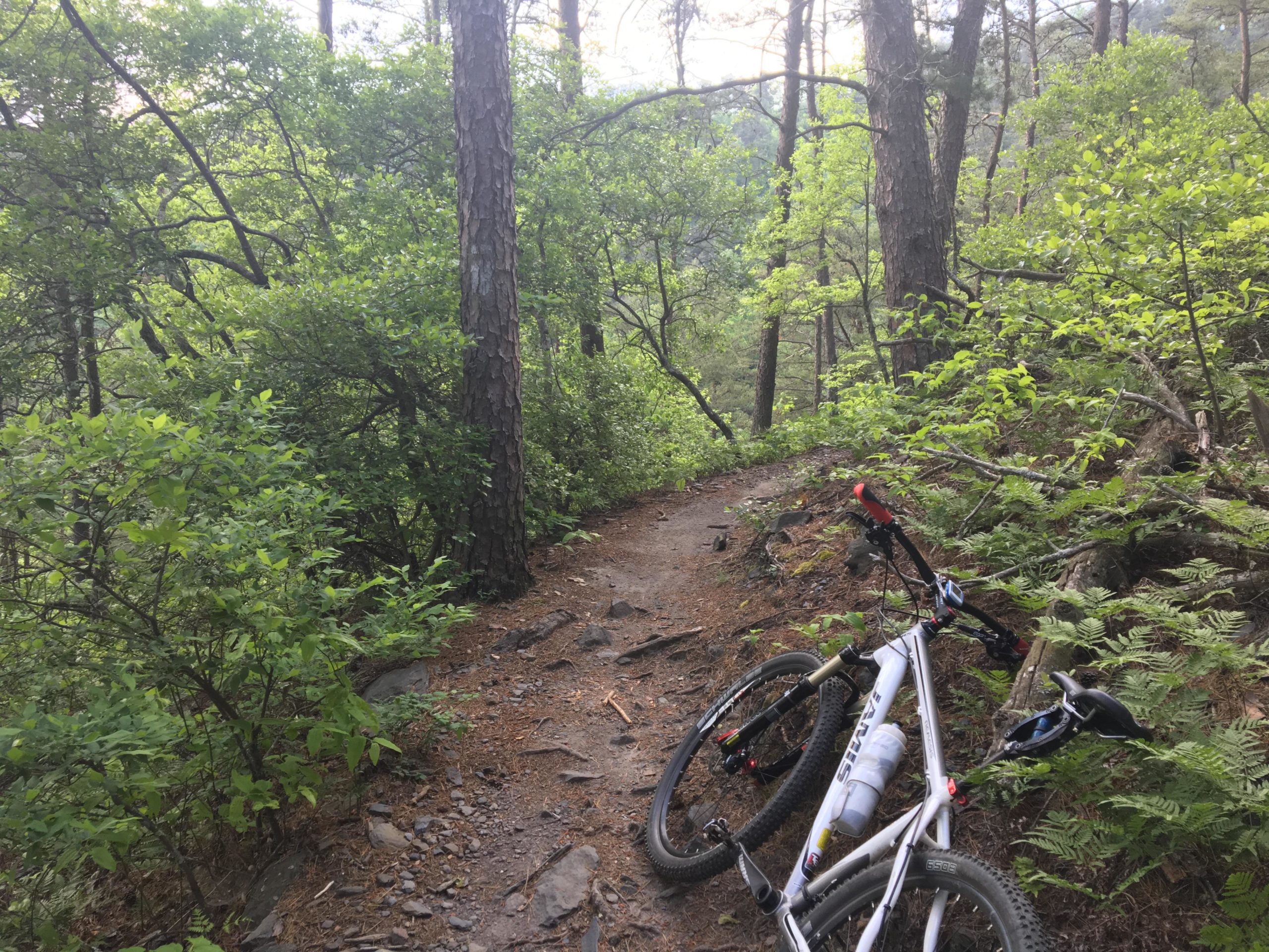 A mountain bike leaning against a tree on a narrow dirt trail surrounded by lush green vegetation and tall trees. Sunlight filters through the leaves, creating a serene atmosphere. Brush Creek mountain bike trail.