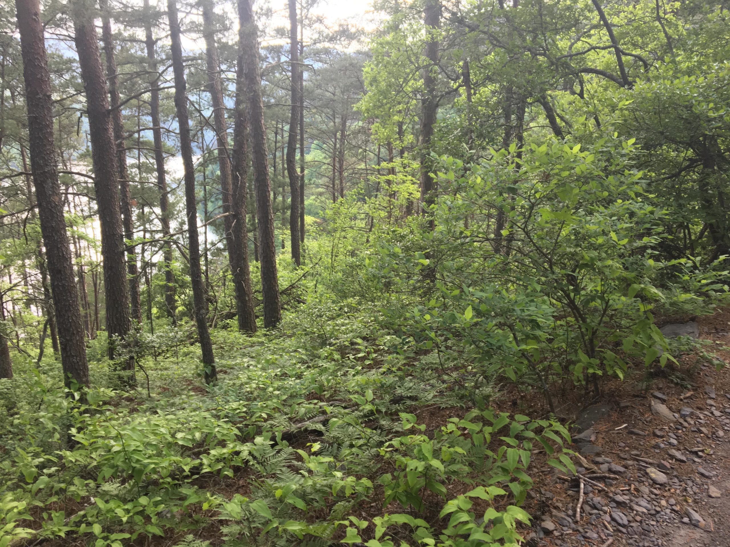 A scenic view of a forested hillside, featuring tall pine trees and lush greenery. The foreground shows a rocky path lined with ferns and shrubs, with a glimpse of open space visible through the trees in the background.自然 Brush Creek mountain bike trail.