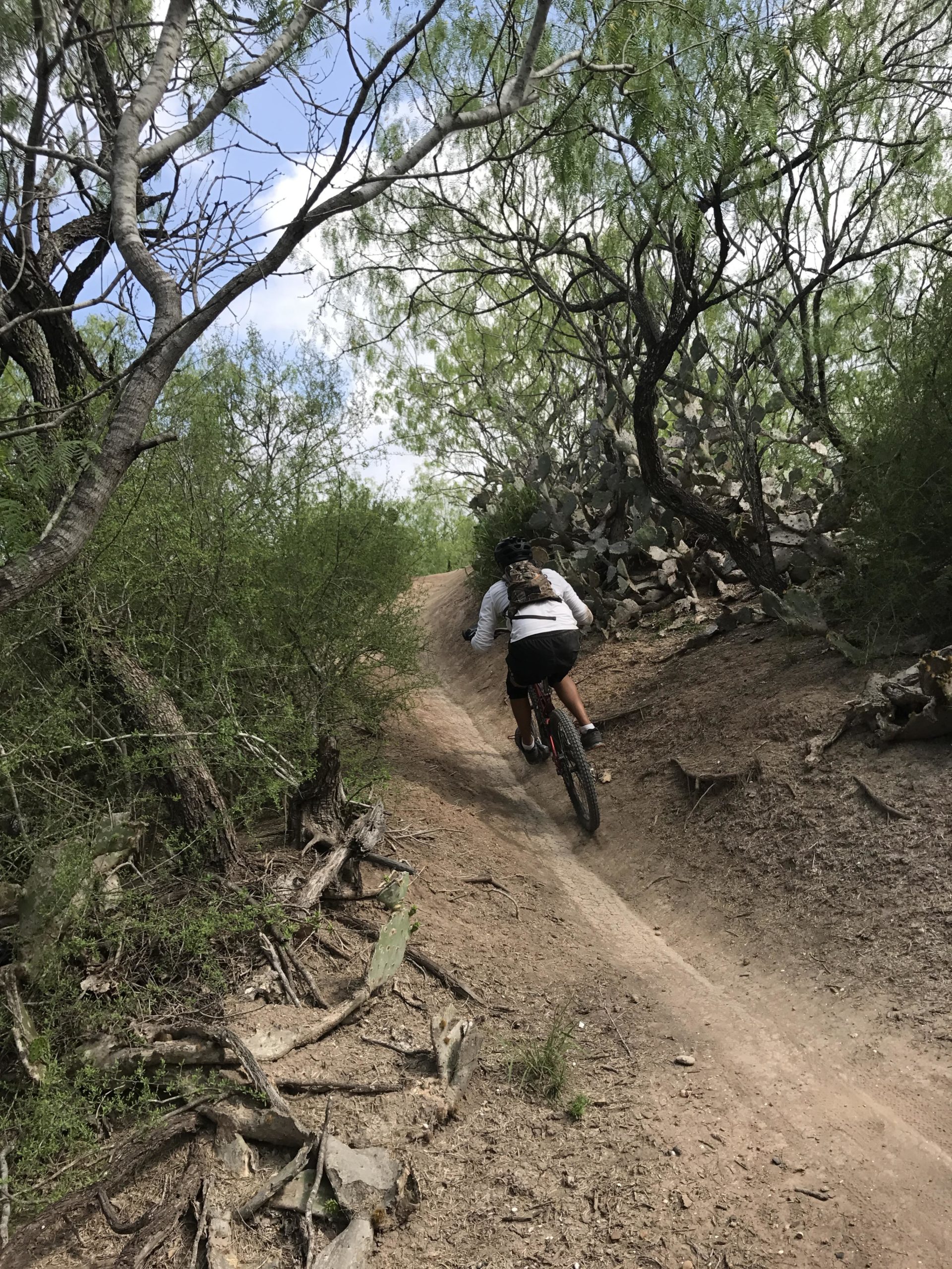 A cyclist riding a mountain bike along a dirt trail surrounded by green foliage and trees on a sunny day. The path winds through a natural landscape, with visible roots and rocks along the edges. Mission Trails mountain bike trail.