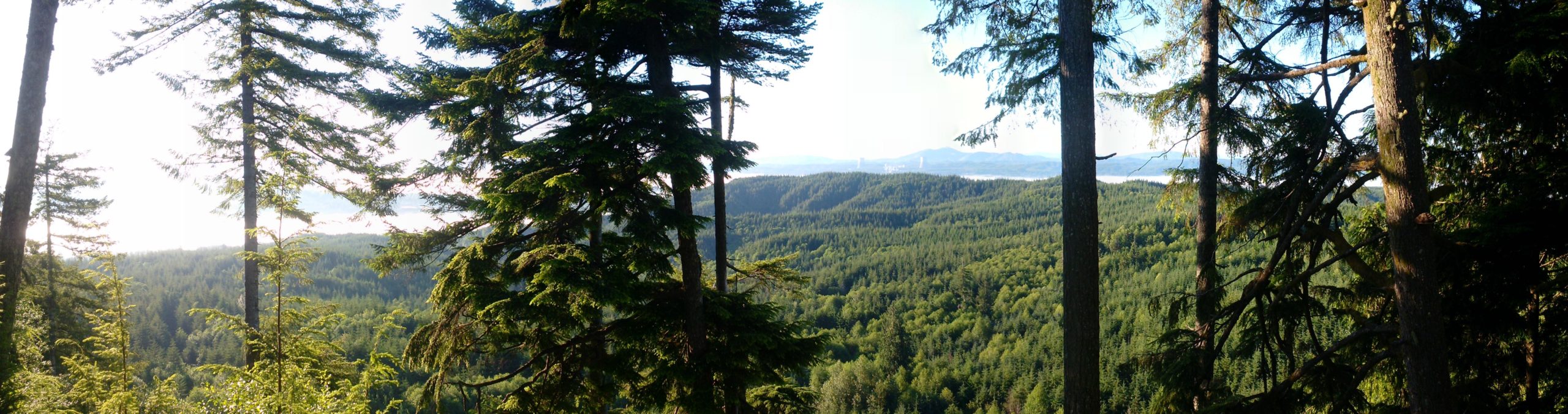 A panoramic view of a dense forest landscape featuring tall evergreen trees. The foreground displays lush green foliage and tree trunks, while the background reveals rolling hills and valley vistas under a clear blue sky. Sunlight filters through the trees, creating a serene and tranquil atmosphere. Sylvia Ridge Loop mountain bike trail.