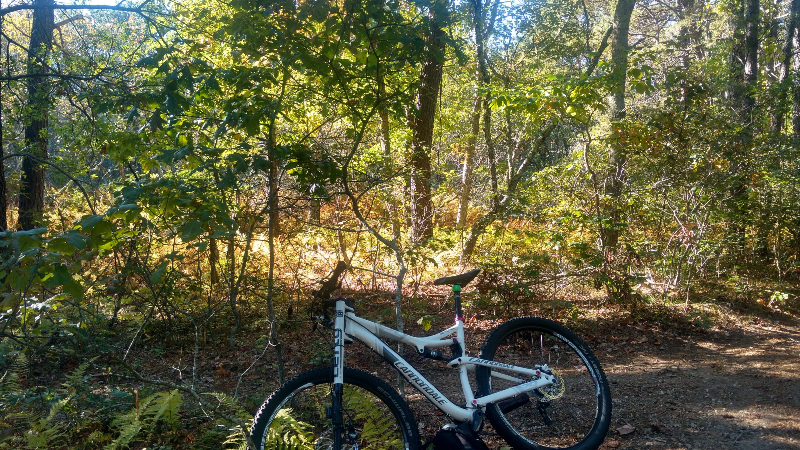 Cannondale Scalpel 29er 3: A white mountain bike is parked on a dirt path surrounded by lush greenery and trees, with autumn foliage in the background. Sunlight filters through the leaves, creating a warm and inviting atmosphere in the forest.