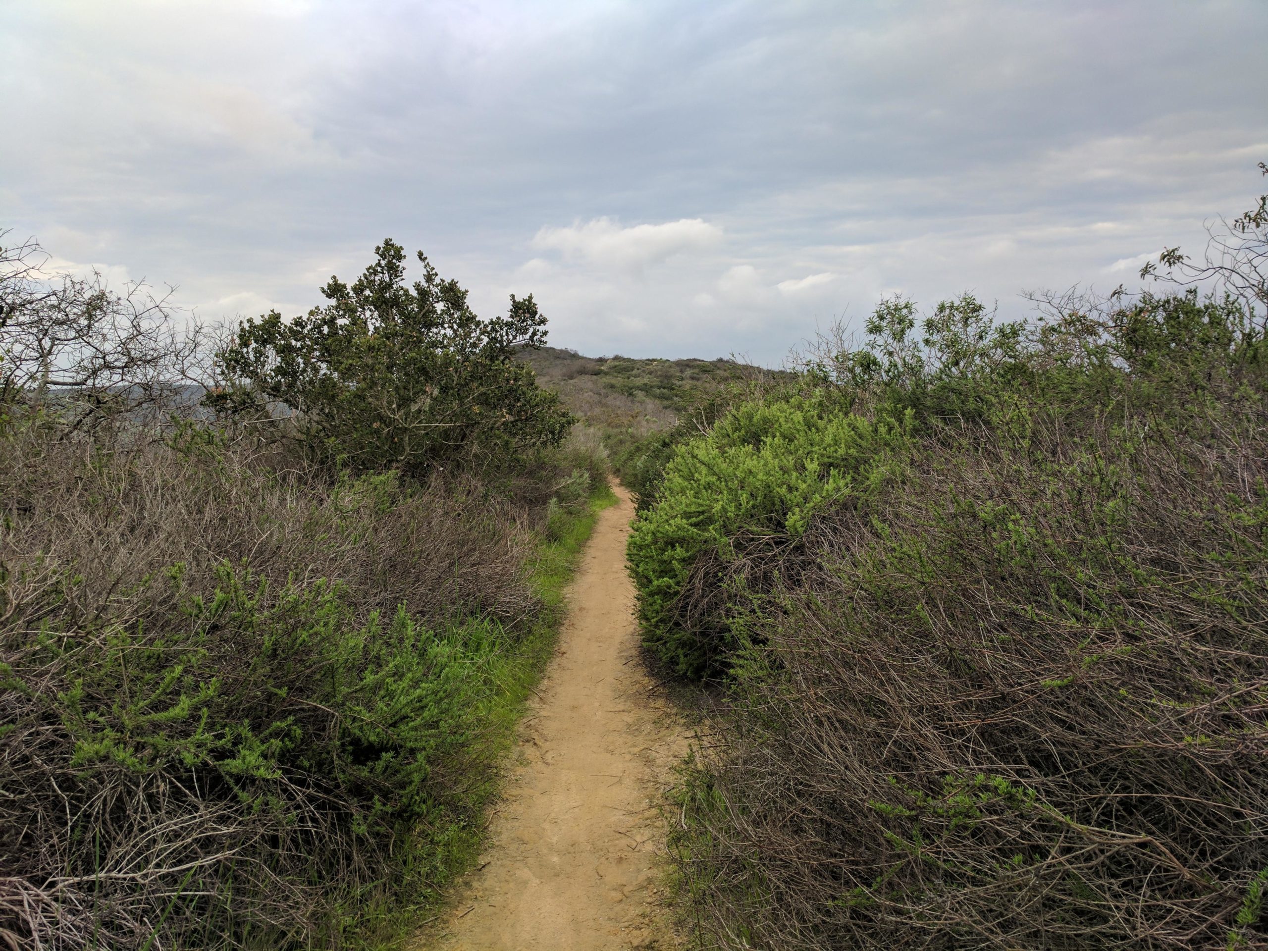 A winding dirt path surrounded by lush green shrubs and sparse bare branches, leading into a hilly landscape under a cloudy sky. El Moro / Erection Loop mountain bike trail.