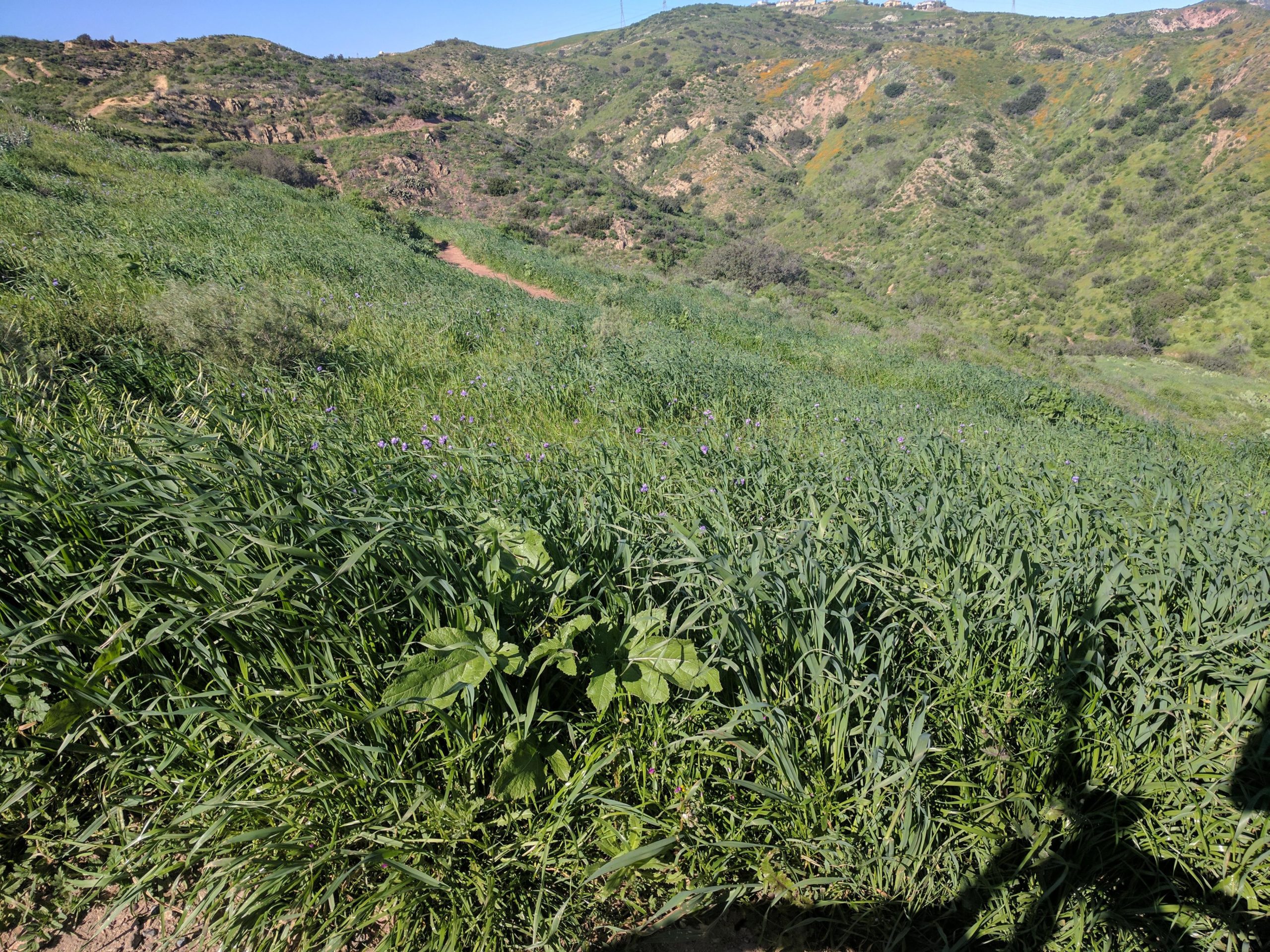 A vibrant green hillside with a winding dirt path leading through the lush vegetation. Various grasses and wildflowers, including purple blooms, are visible among the dense greenery. The landscape is mountainous, with hills in the background under a clear blue sky. Santiago Oaks mountain bike trail.