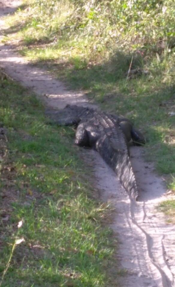 A large alligator resting on a dirt path surrounded by grass and foliage. The alligator is positioned partially off the trail, with its long tail extending towards the path, and sunlight creating shadows on the ground nearby. San Felasco Hammock Preserve mountain bike trail.