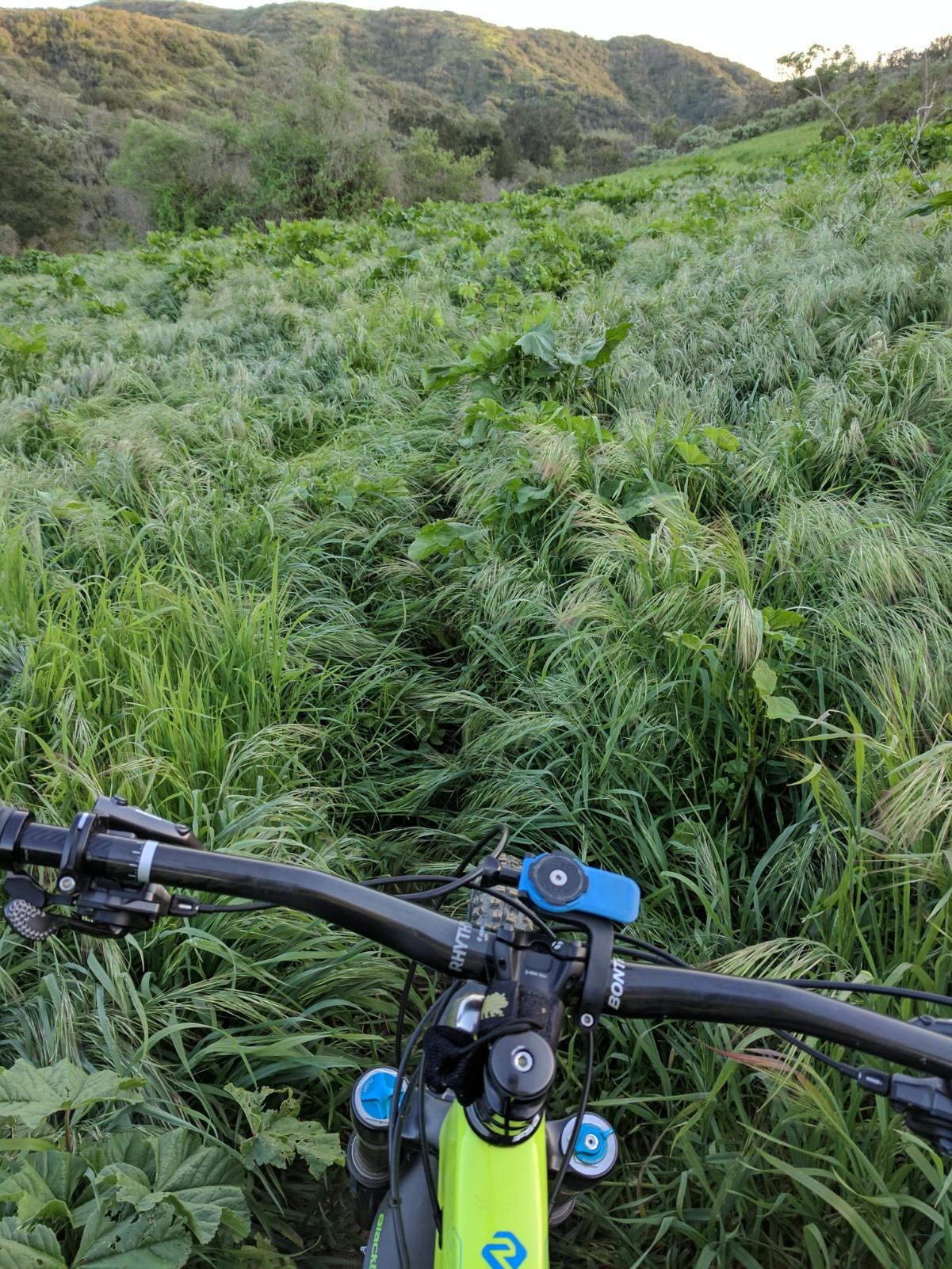 Mountain bike handlebars are visible in the foreground, positioned above a trail surrounded by tall grass and lush greenery. In the background, rolling hills stretch into the distance under a clear sky. The scene captures the essence of an outdoor biking adventure. El Moro / Erection Loop mountain bike trail.