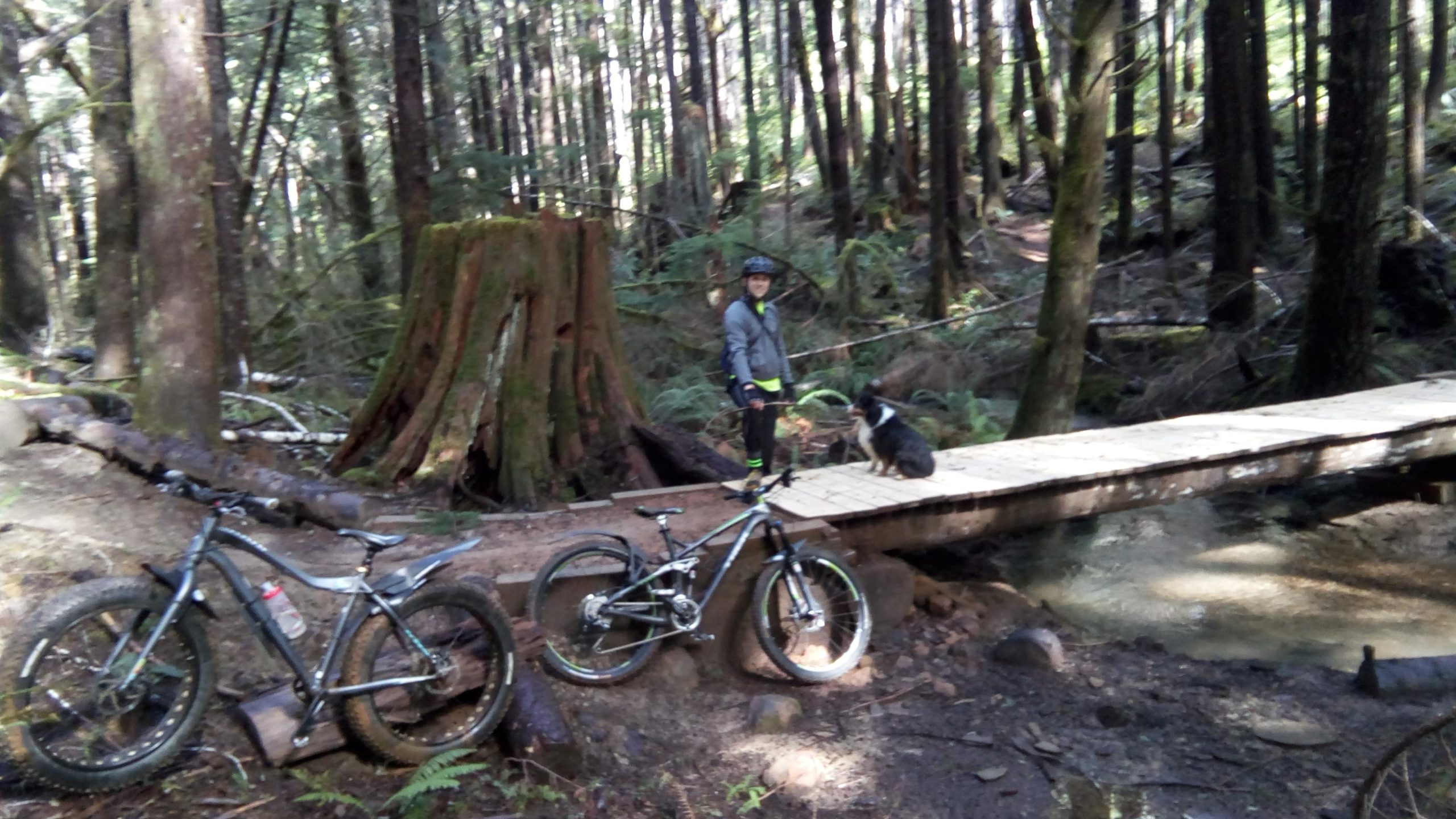 A child wearing a helmet and grey jacket stands on a wooden bridge in a forest, accompanied by a dog sitting next to them. Two mountain bikes rest on the ground nearby, surrounded by tall trees and fallen logs. Sunlight filters through the canopy, illuminating the scene. Alsea Falls Recreation Site mountain bike trail.