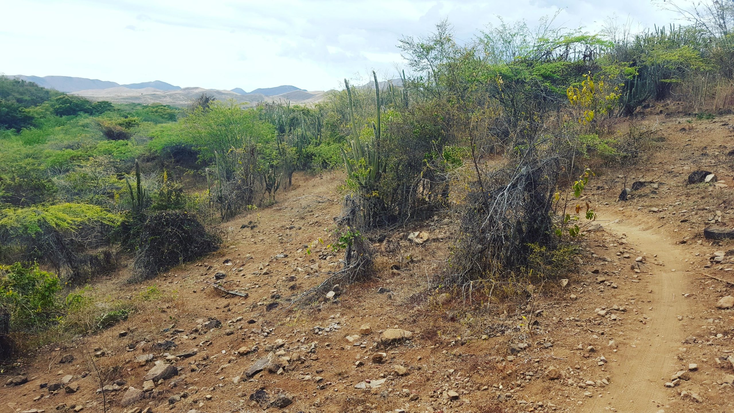 A barren landscape featuring a winding dirt path surrounded by sparse vegetation, including cacti and shrubs. In the background, distant hills are visible under a partly cloudy sky. The terrain is rocky and dry, characteristic of a semi-arid environment. Los Pinchos mountain bike trail.