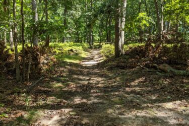 A sunlit dirt path winding through a lush green forest, surrounded by tall trees and undergrowth. The scene is tranquil, with dappled sunlight filtering through the leaves, creating patterns on the forest floor. Frost Woods mountain bike trail.