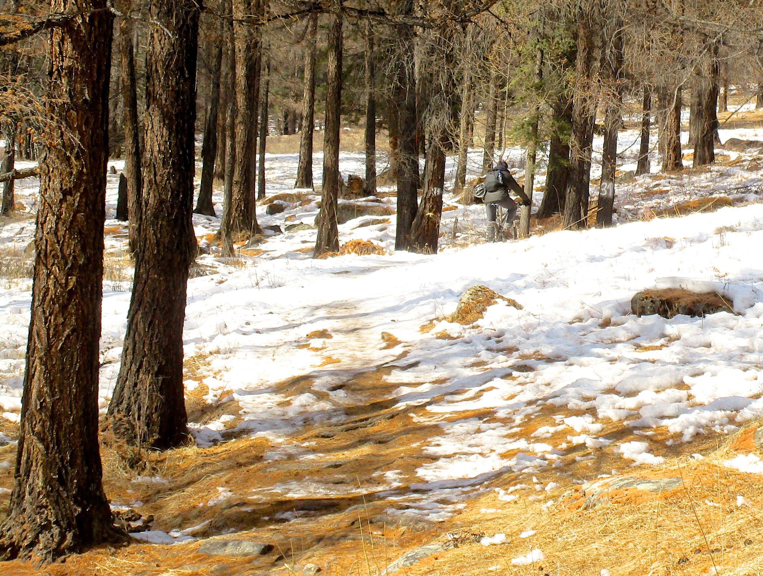 A snowy path winding through a forest with tall trees. In the background, a person dressed in outdoor gear is walking along the trail, surrounded by patches of snow and fallen leaves. The scene captures the tranquility of a winter landscape. Tsetsee Gun East Trail mountain bike trail.
