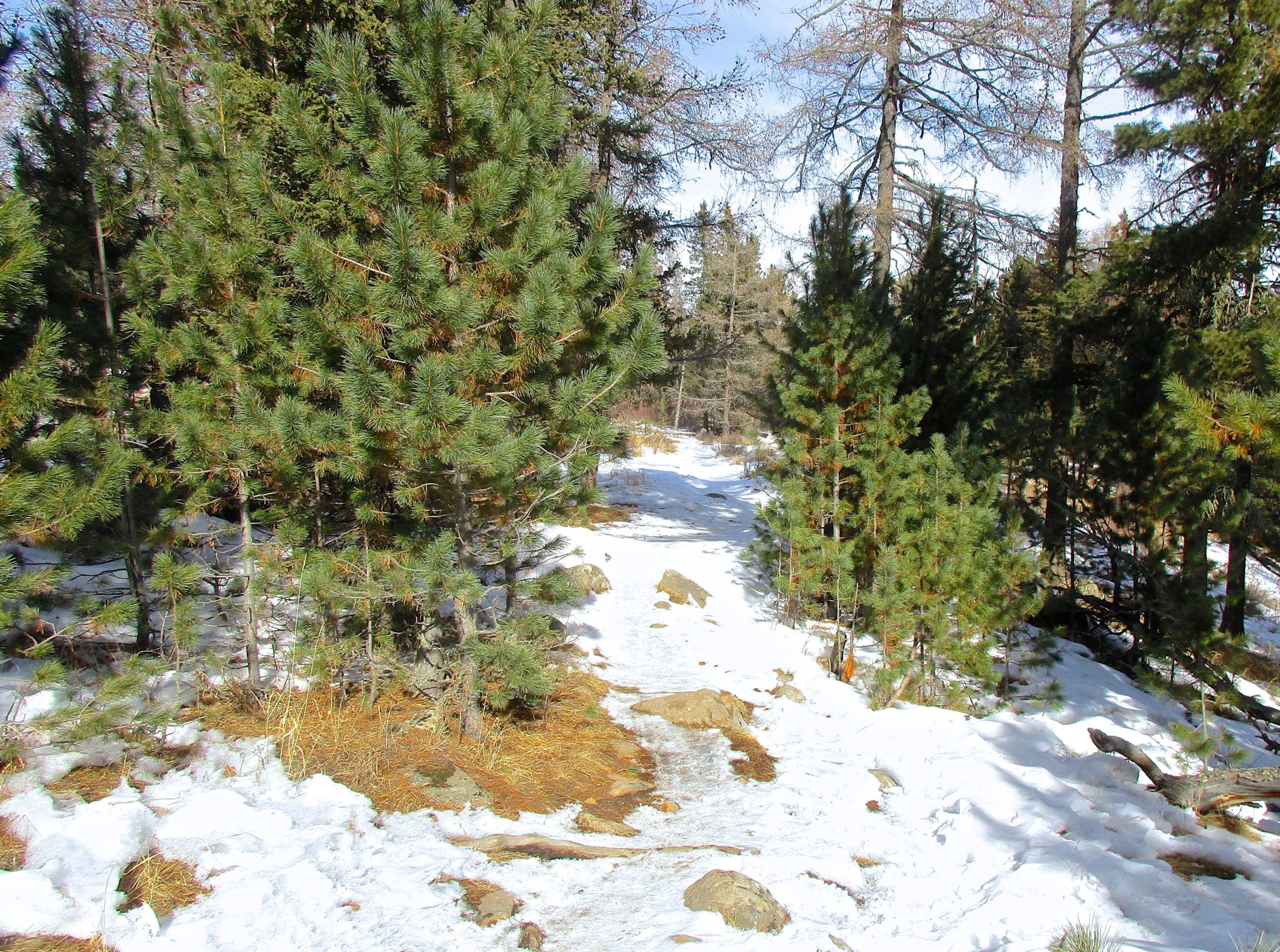 A narrow snow-covered path winding through a forest of evergreen trees, with patches of snow and rocky terrain visible in the foreground. The scene is illuminated by daylight, showing a mix of green foliage and white snow against a backdrop of tall trees. Tsetsee Gun East Trail mountain bike trail.