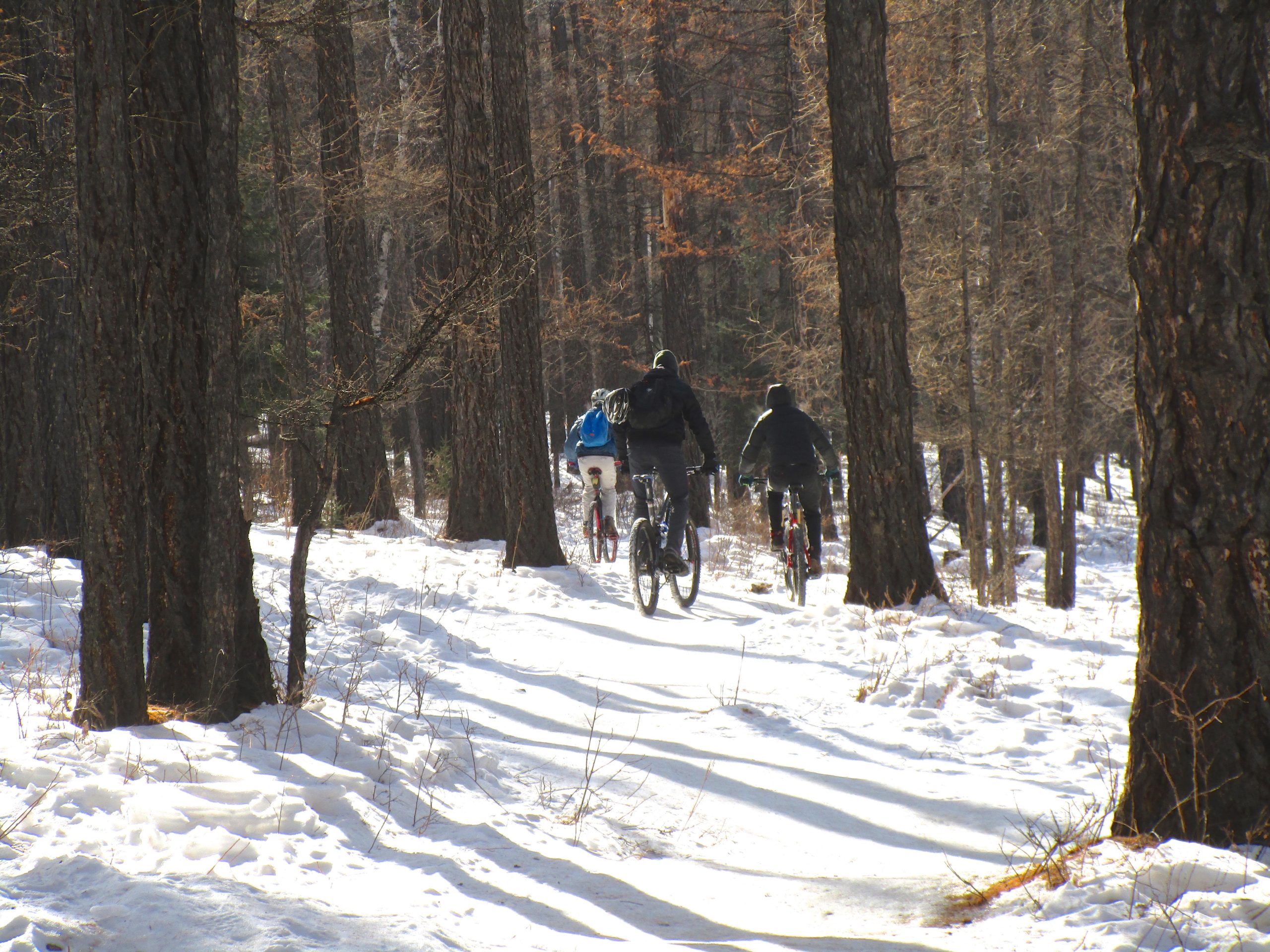 Three cyclists riding on a snowy trail through a forest of tall trees. The sun shines through the branches, casting shadows on the ground as they pedal on rugged terrain. One rider is wearing a blue jacket, while the others are dressed in dark, winter clothing. Khurel Togoot Observatory Trails mountain bike trail.