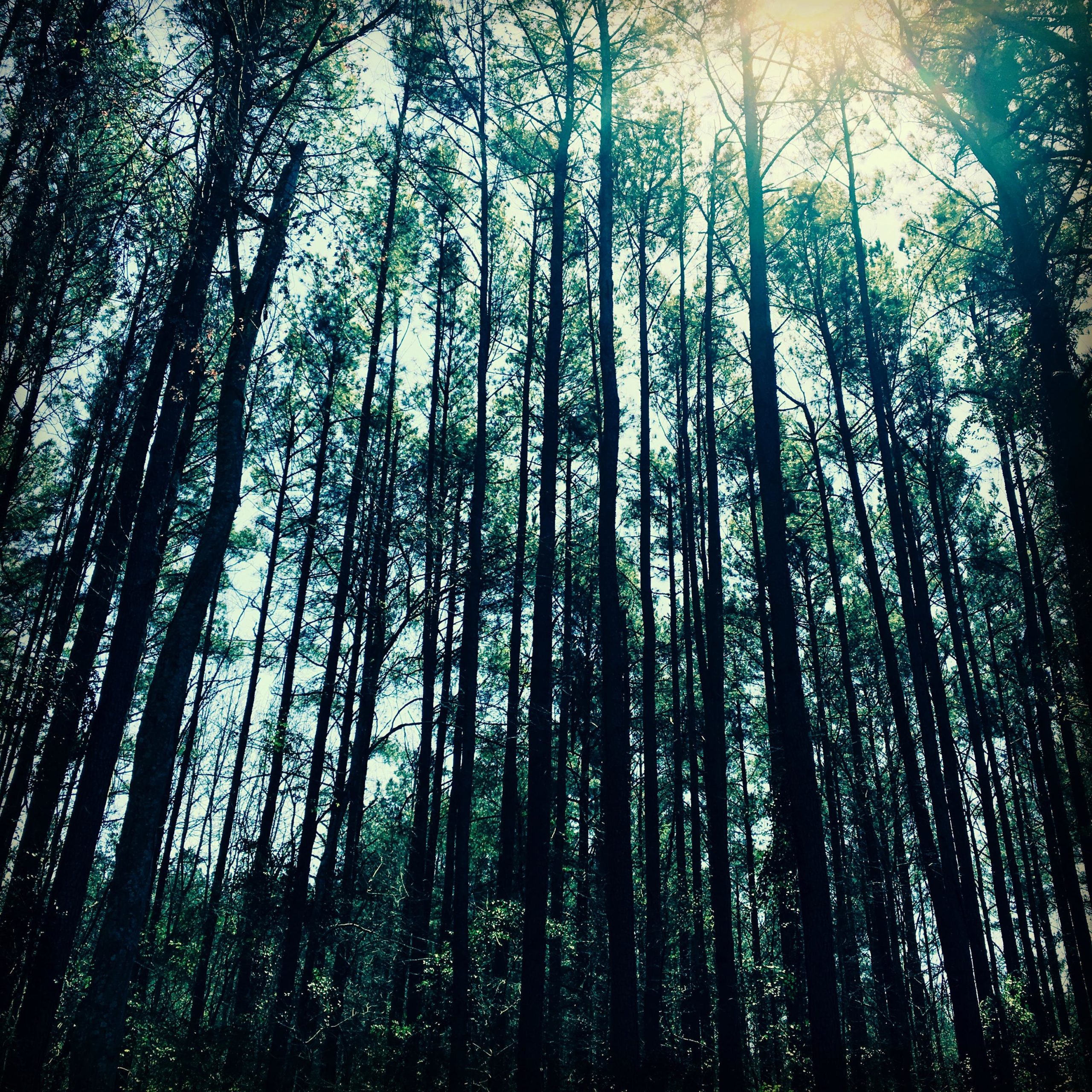 Tall trees soar towards the sky in a dense forest, with sunlight filtering through the leaves and creating a serene, silhouette effect. The scene conveys a sense of tranquility and connection to nature. Boyd Pond mountain bike trail.