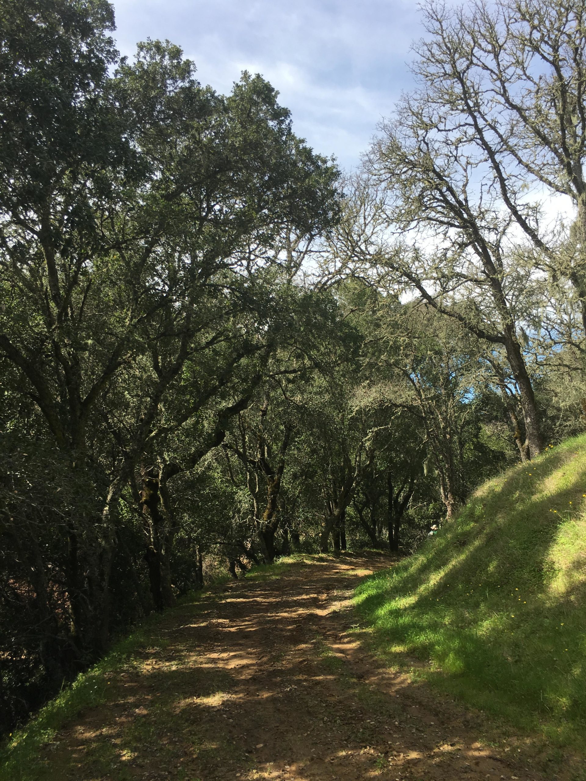 A tranquil dirt path winding through a forested area, surrounded by tall trees with lush green foliage. Soft sunlight filters through the branches, highlighting the earthy ground and patches of grass along the sides. The scene conveys a sense of peace and natural beauty. Morgan Territory mountain bike trail.
