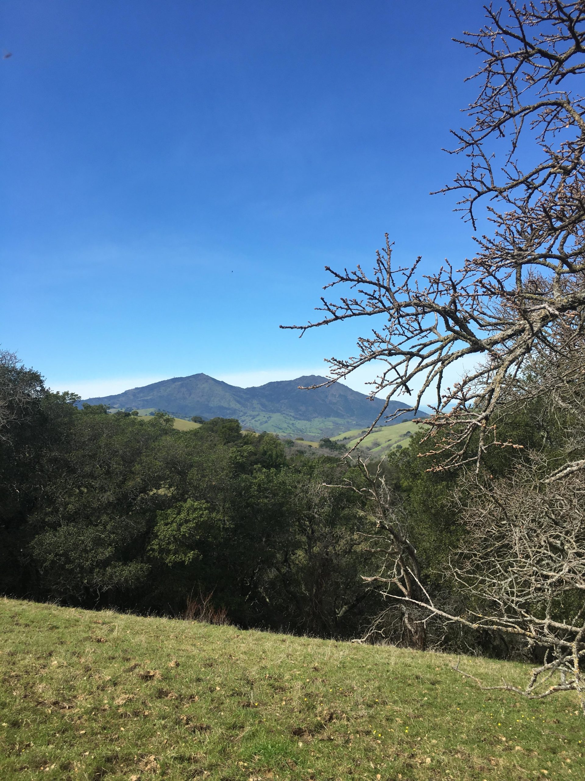 A scenic landscape featuring a clear blue sky, a distant mountain range, and a foreground of green grass and trees. The image captures the tranquility of nature with sparse branches framing the view. Morgan Territory mountain bike trail.