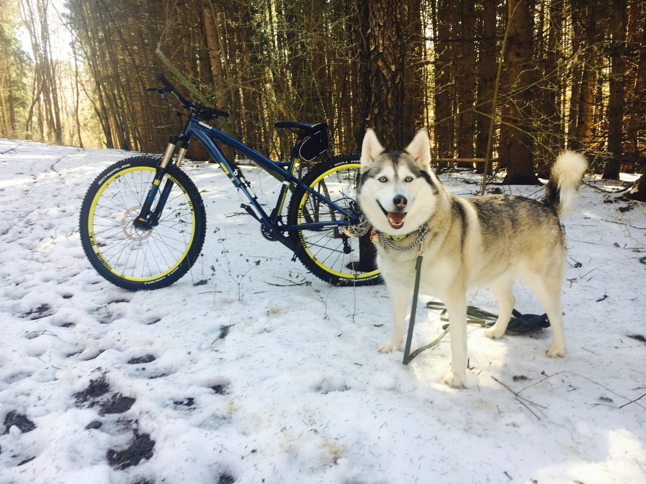 Diamondback Line: A Siberian Husky standing next to a mountain bike in a snowy forest. The bike has yellow accents and is positioned on the snow-covered ground, surrounded by tall trees. The dog appears happy and is leashed, with its fur blending shades of gray and white. Sunlight filters through the trees, creating a serene outdoor atmosphere.