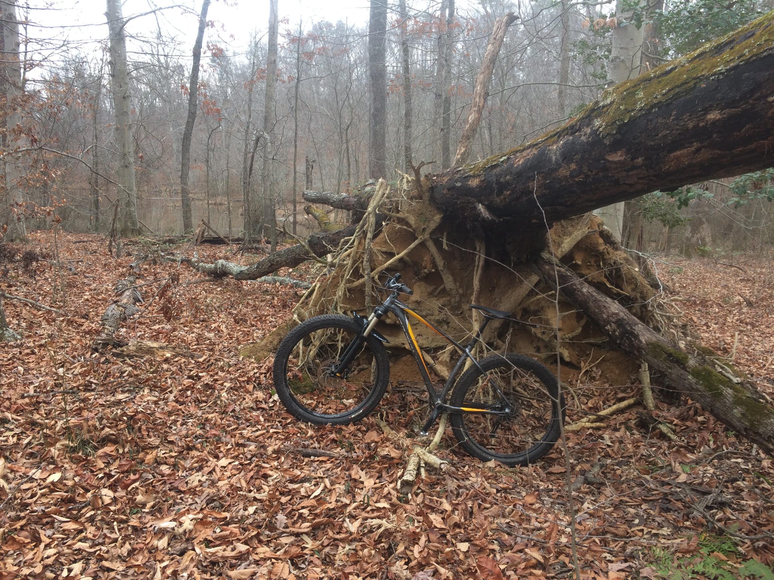 Specialized Fuse Comp 6Fattie: A mountain bike is parked next to an uprooted tree in a forest during autumn. The ground is covered with fallen leaves, and there are other fallen branches and trees in the background. The atmosphere appears misty and tranquil, with a picturesque view of a rustic natural setting.