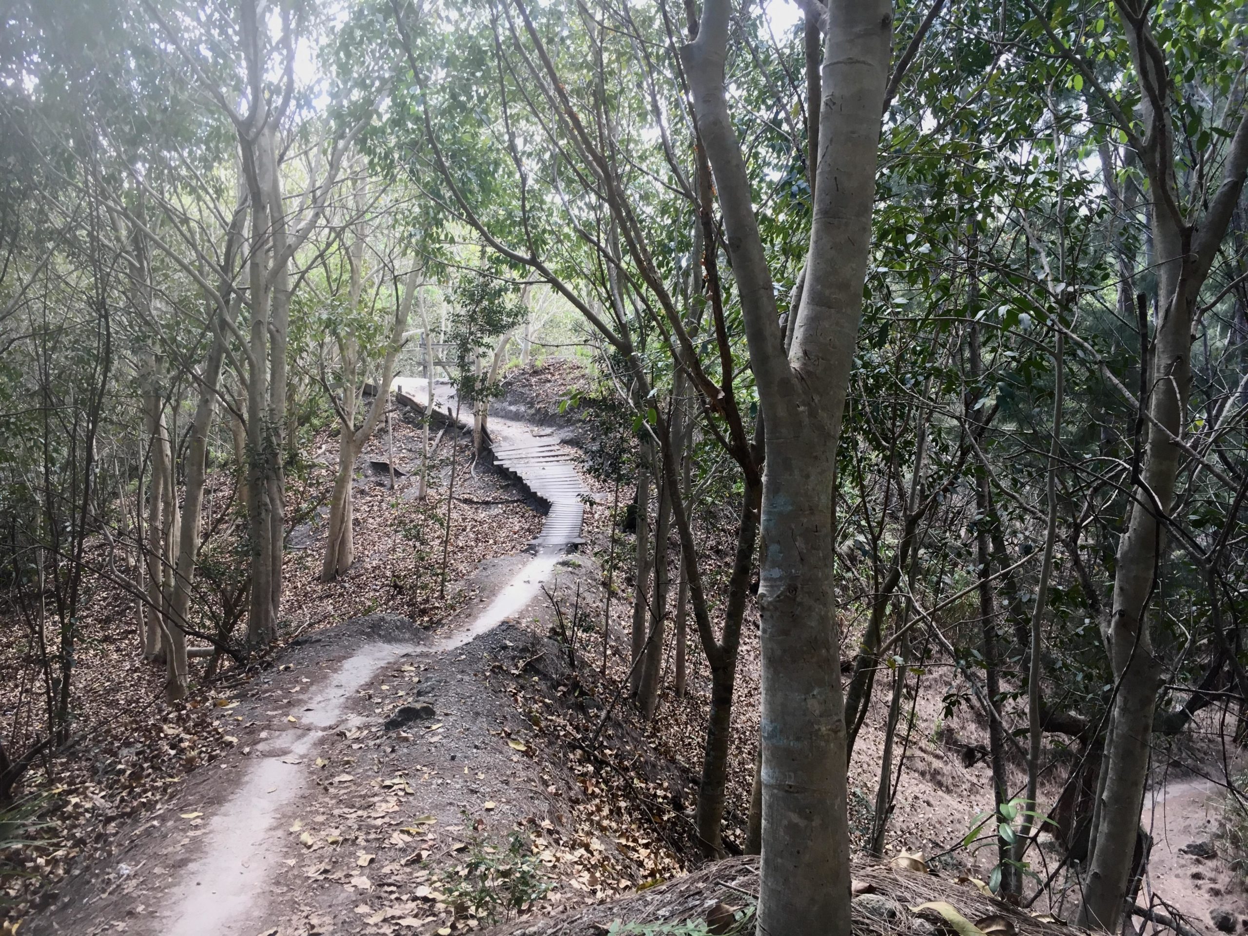A winding dirt path traverses through a wooded area, surrounded by trees and scattered leaves on the ground. The scene is tranquil, with dappled light filtering through the foliage, creating a serene atmosphere in nature. Markham Park mountain bike trail.