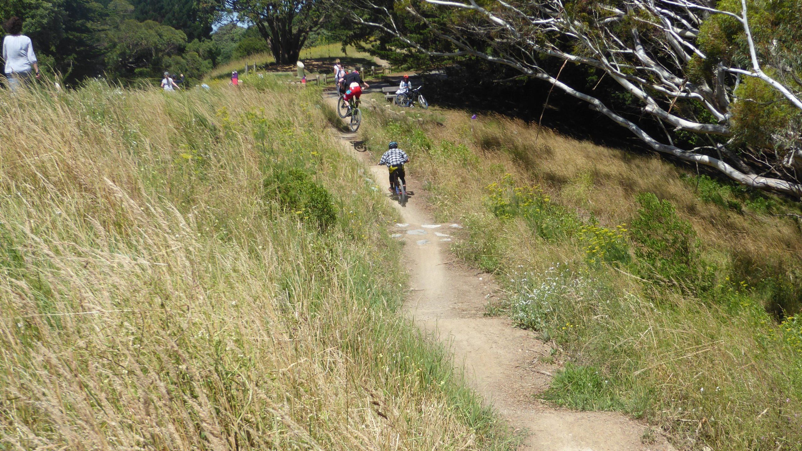 A sunny outdoor scene depicting a grassy trail where several people are biking and walking. In the foreground, a child rides a bike down a dirt path, while an adult on a bike is seen jumping off a small trail feature. The background shows others engaging in outdoor activities amidst tall grass and trees. Mt Vic Intermediate mountain bike trail.