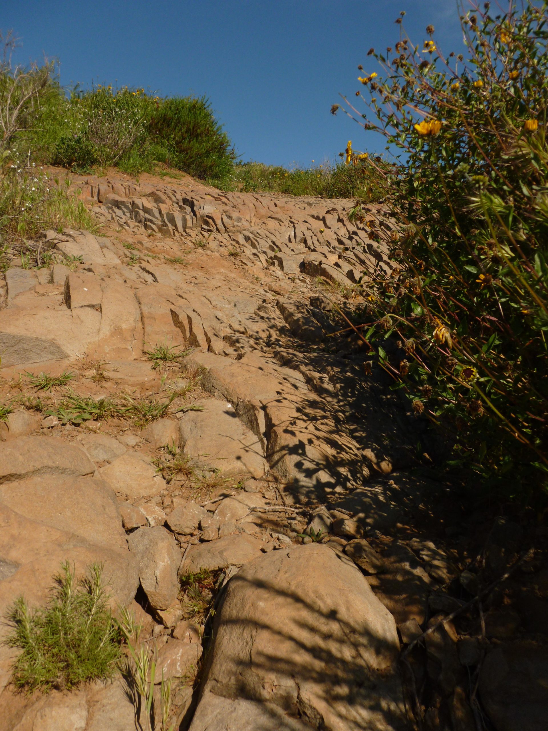 A rocky trail leads up a hillside, surrounded by green foliage and wildflowers against a clear blue sky. The path is uneven, showcasing various sizes of stones and patches of grass. Lake Calavera mountain bike trail.