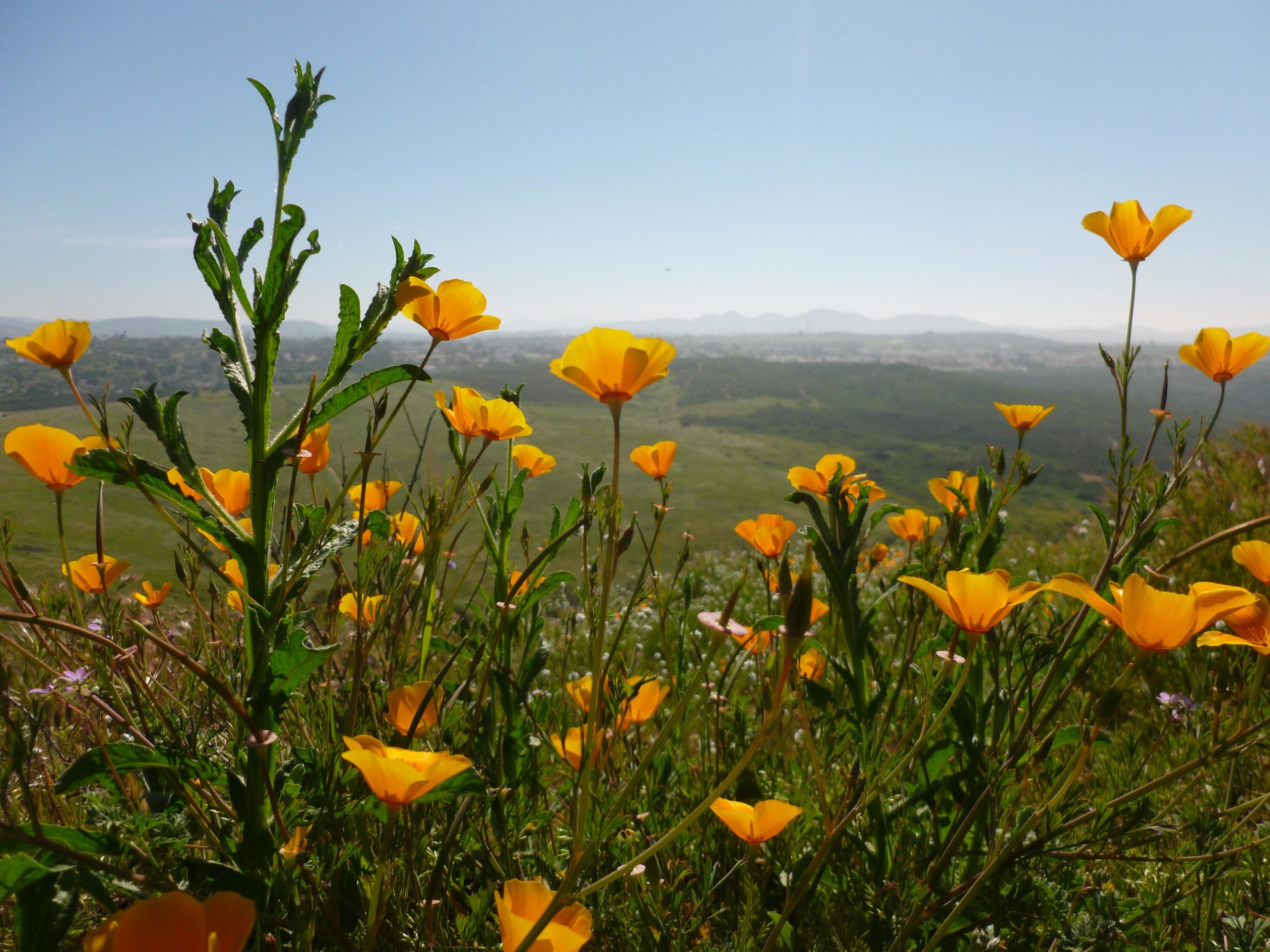 A field of vibrant yellow wildflowers in the foreground, with a scenic landscape of rolling green hills and distant mountains under a clear blue sky in the background. Lake Calavera mountain bike trail.
