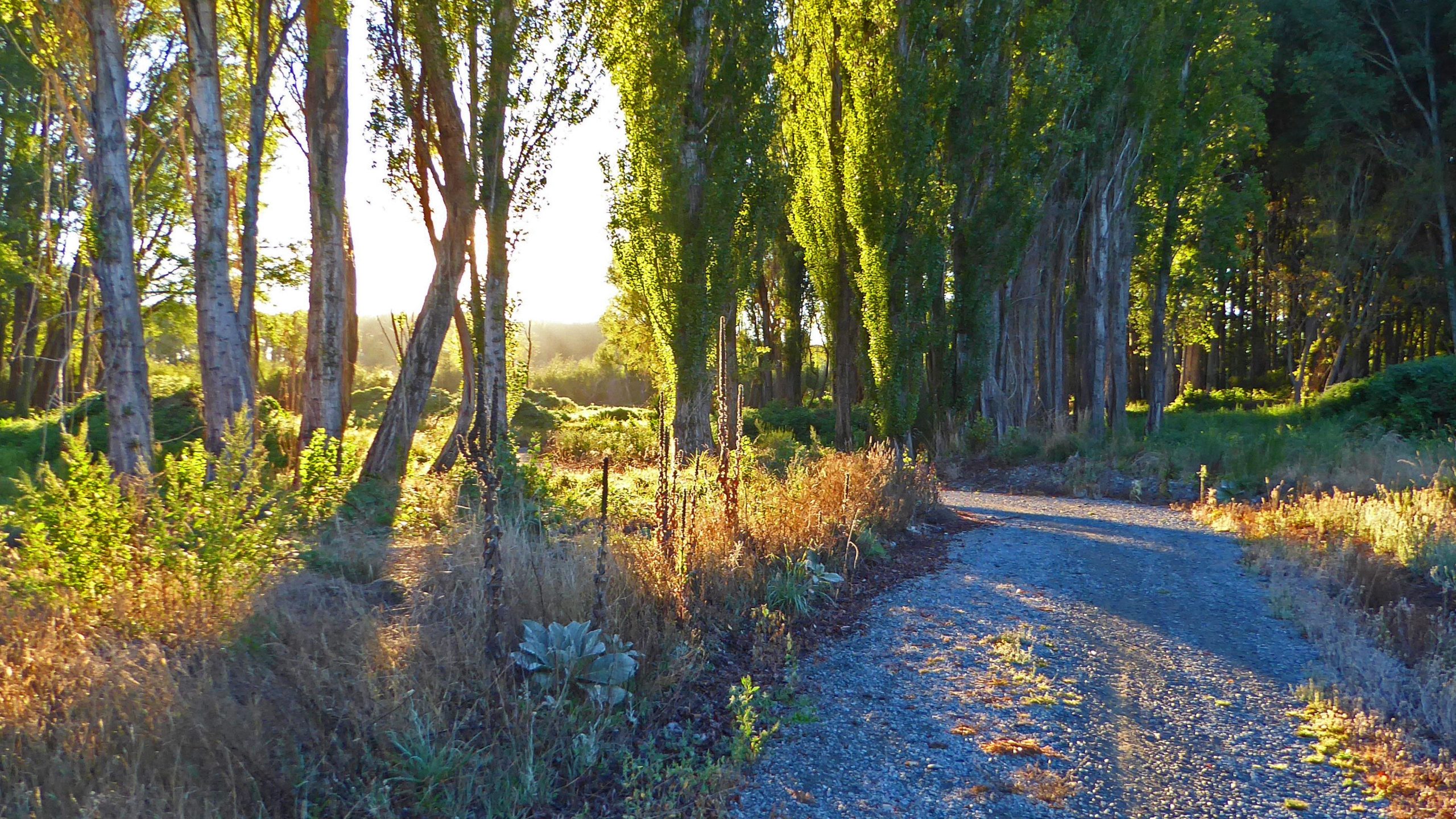 A scenic pathway winding through a forest of tall trees, illuminated by warm sunlight. Lush greenery and wild grasses frame the path, creating a peaceful outdoor landscape. Lake Hood trail mountain bike trail.