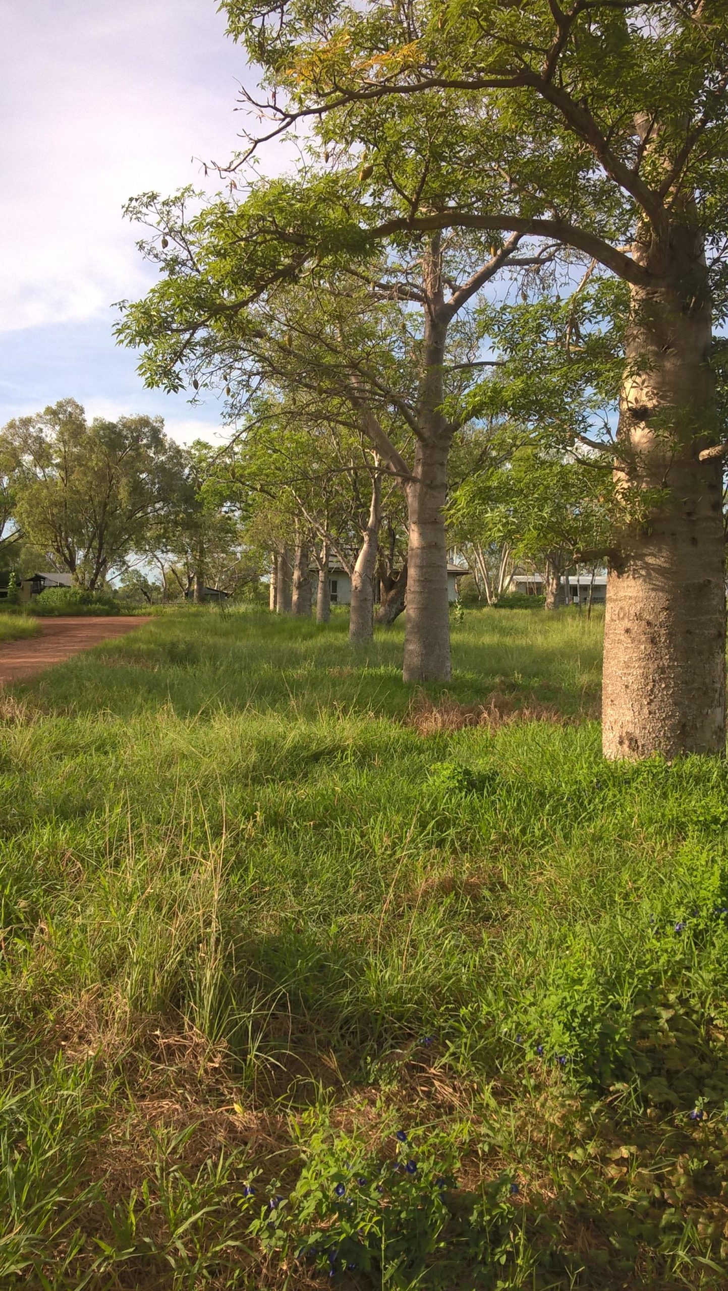 A serene landscape featuring a gravel path lined with tall trees, surrounded by lush green grass and scattered wildflowers under a clear blue sky. The image captures a tranquil outdoor setting, ideal for a peaceful walk in nature. Donkey Crossing mountain bike trail.