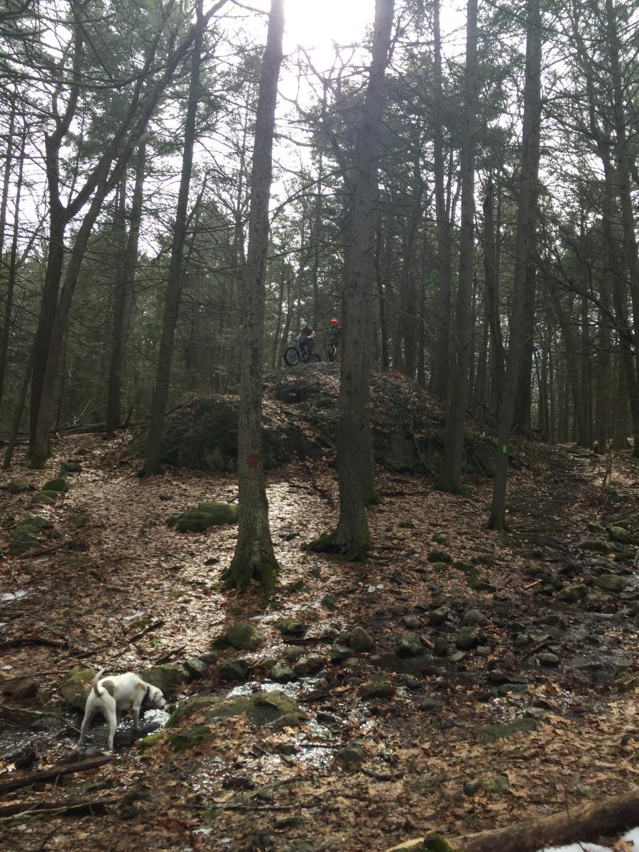 Two mountain bikers are standing on a small rocky hill in a dense forest, surrounded by tall trees. A white dog is exploring a stream at the base of the hill, and the forest floor is covered with fallen leaves and rocks. The scene is illuminated by soft light filtering through the tree canopy. Breakheart Hill Forest mountain bike trail.