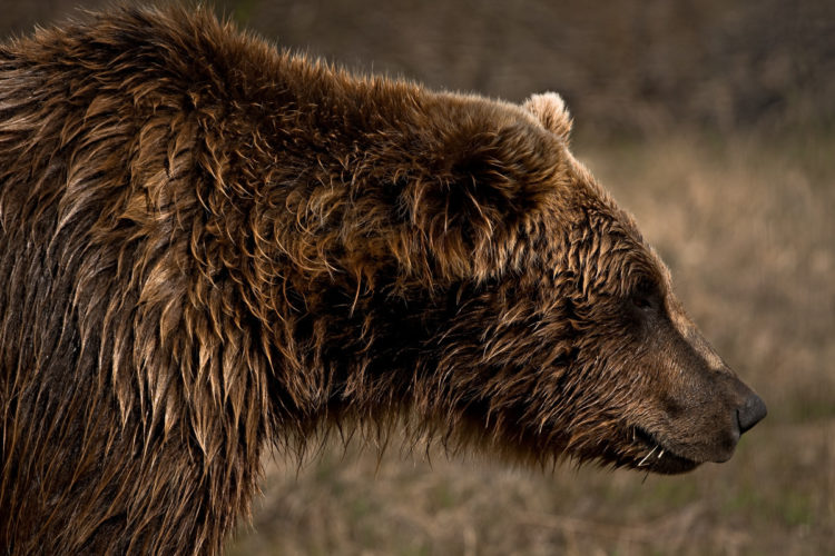 A close-up profile of a brown bear displaying its thick, textured fur. The bear's head is turned slightly to the side, highlighting its distinctive features such as the rounded ears and prominent snout. The background is softly blurred, allowing the bear to stand out in the image.