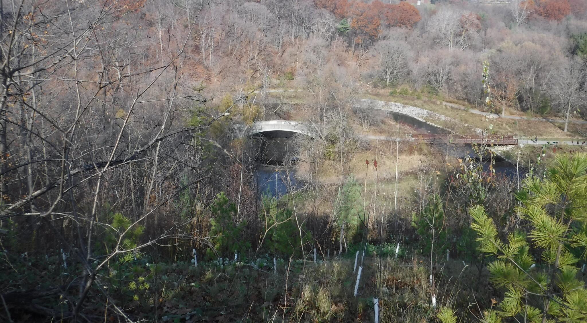 A view of a natural landscape featuring bare trees and a winding river. In the foreground, there are patches of green plants and young trees, while a concrete bridge spans the river in the background. The scene is illuminated by natural light, showcasing a tranquil environment with a pathway along the riverbank. Don Valley mountain bike trail.